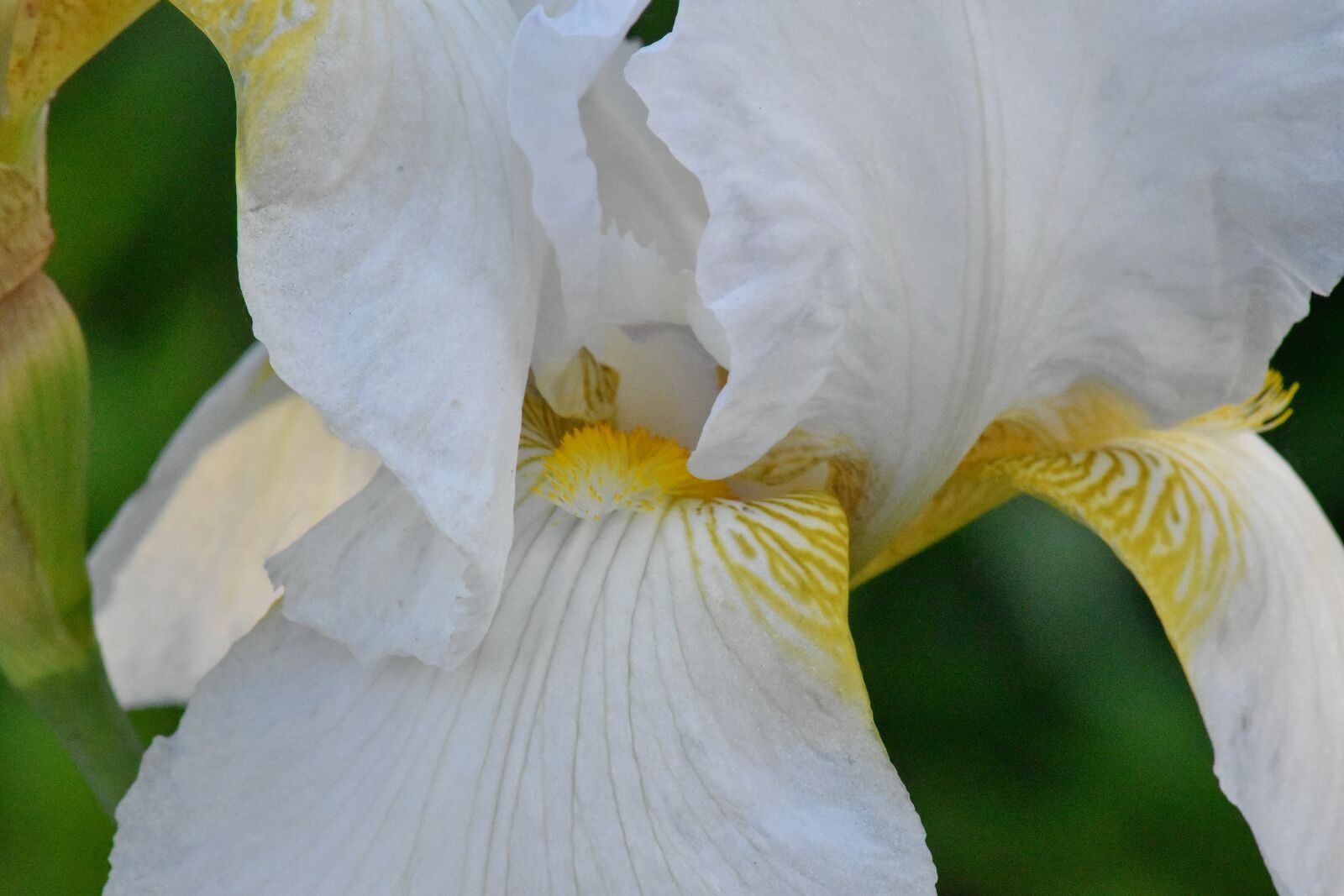 Nikon D5500 sample photo. Plant, iris, nature, flower photography
