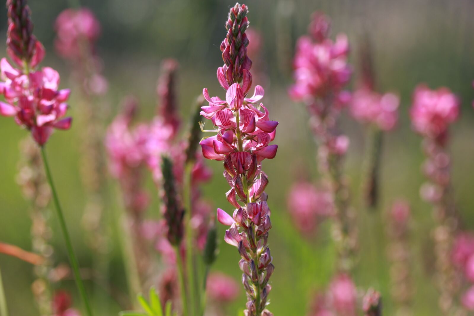 Canon EF-S 60mm F2.8 Macro USM sample photo. Flower, pink, wild photography