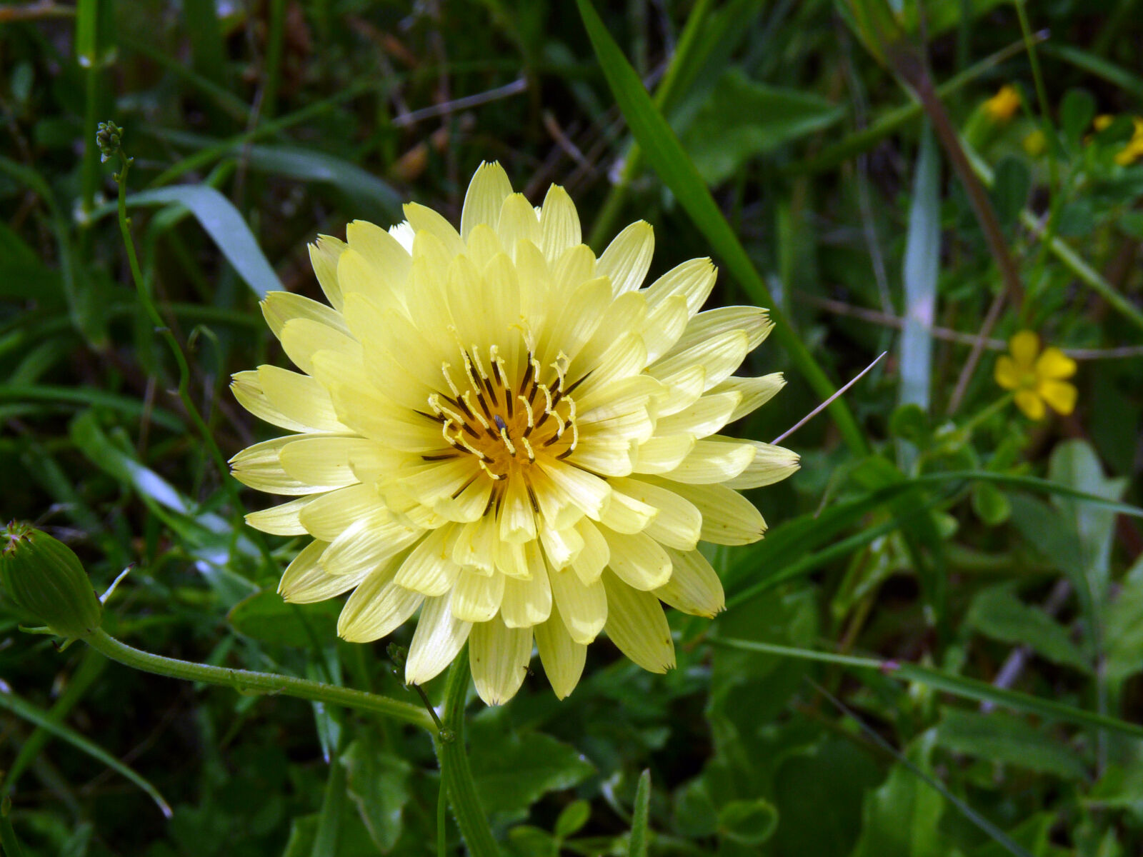 Panasonic Lumix DMC-FZ28 sample photo