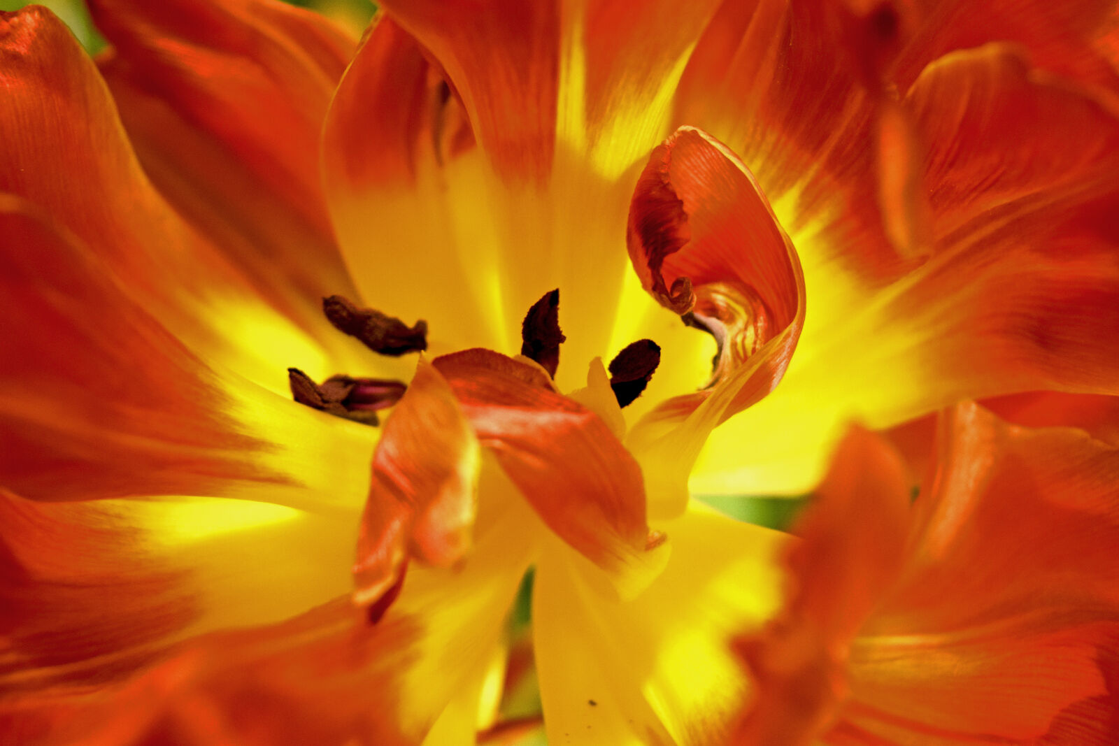 Nikon D3300 sample photo. Flower, tulip, tulip, petals photography