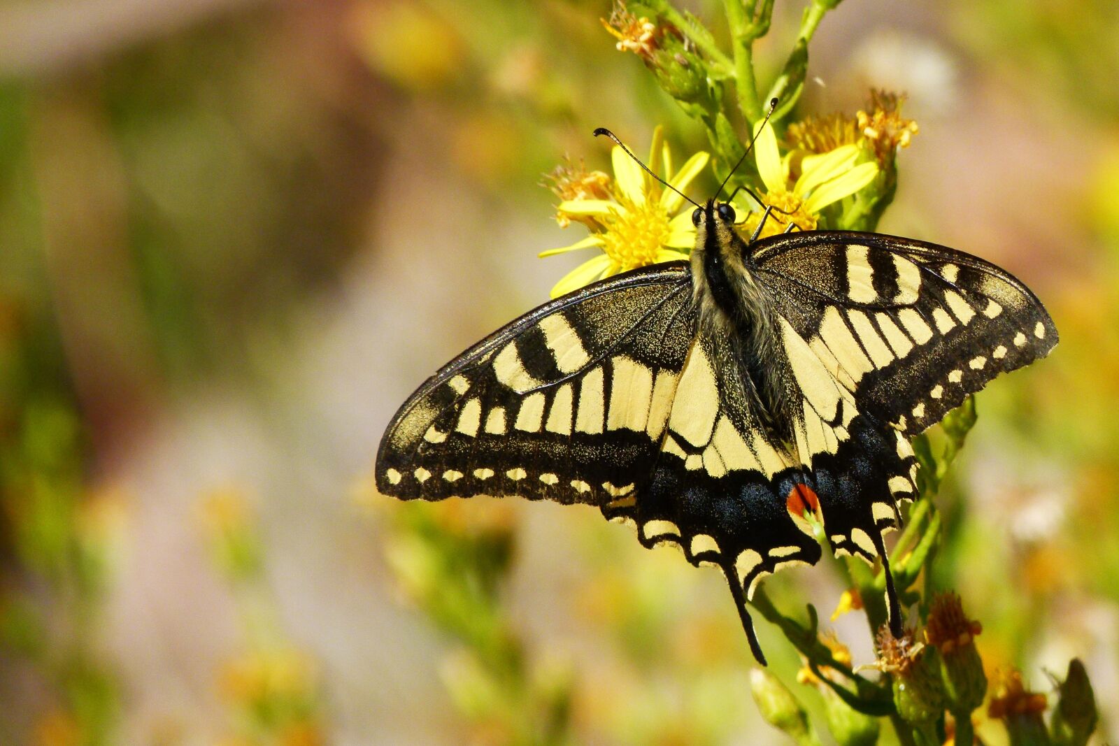 Leica V-Lux 2 sample photo. Butterfly queen, machaon, wild photography