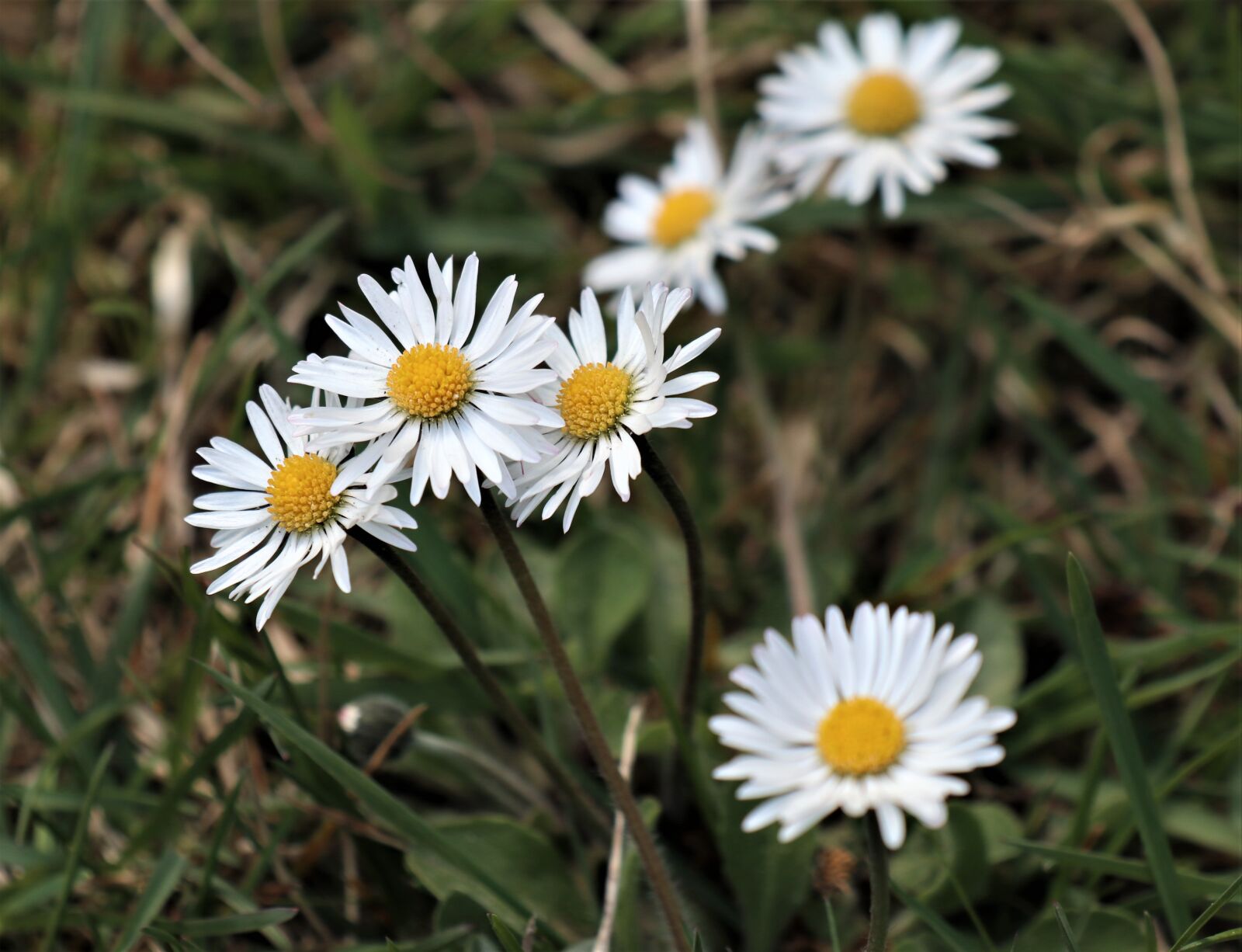 Canon EOS M6 sample photo. April, spring, daisies photography