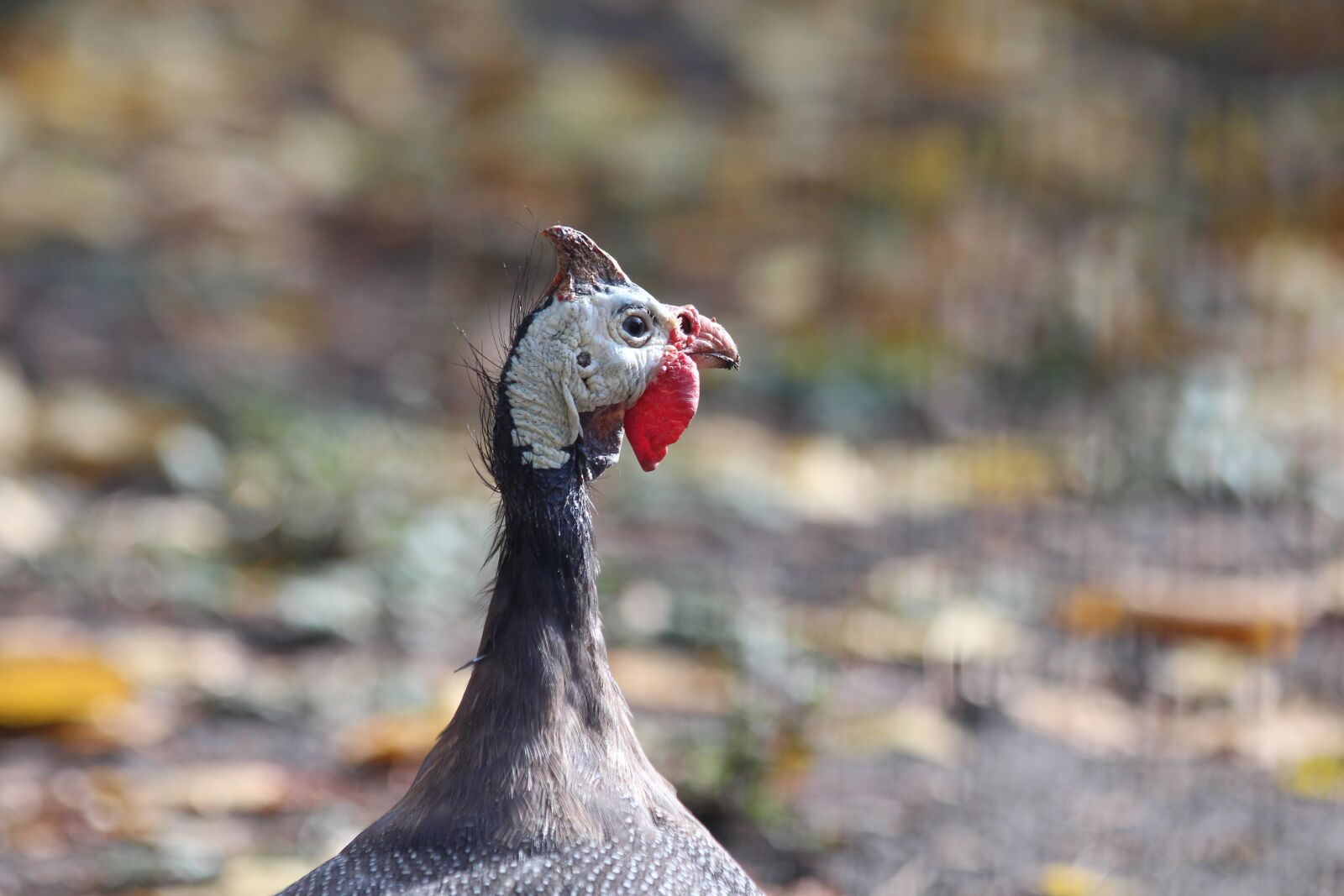 Canon EOS 650D (EOS Rebel T4i / EOS Kiss X6i) sample photo. Guinea fowl, bird, poultry photography