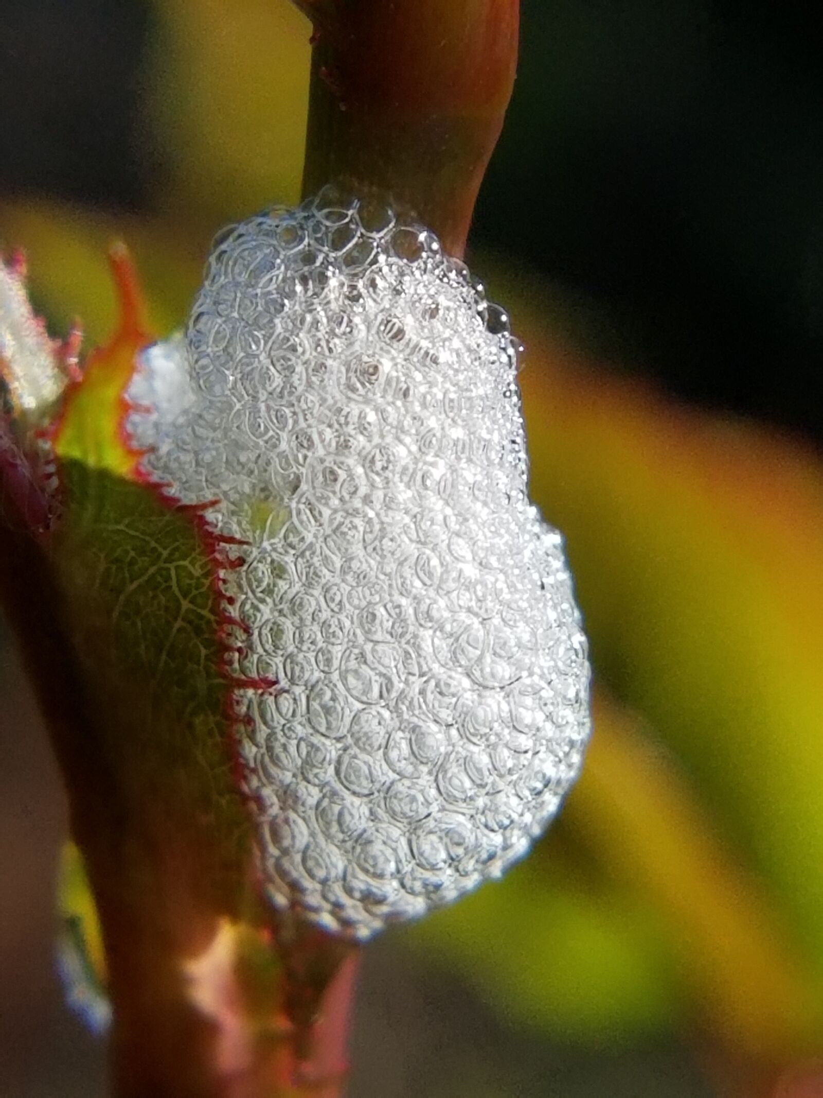 Samsung Galaxy S8 sample photo. Spittle, spittlebug, insect photography