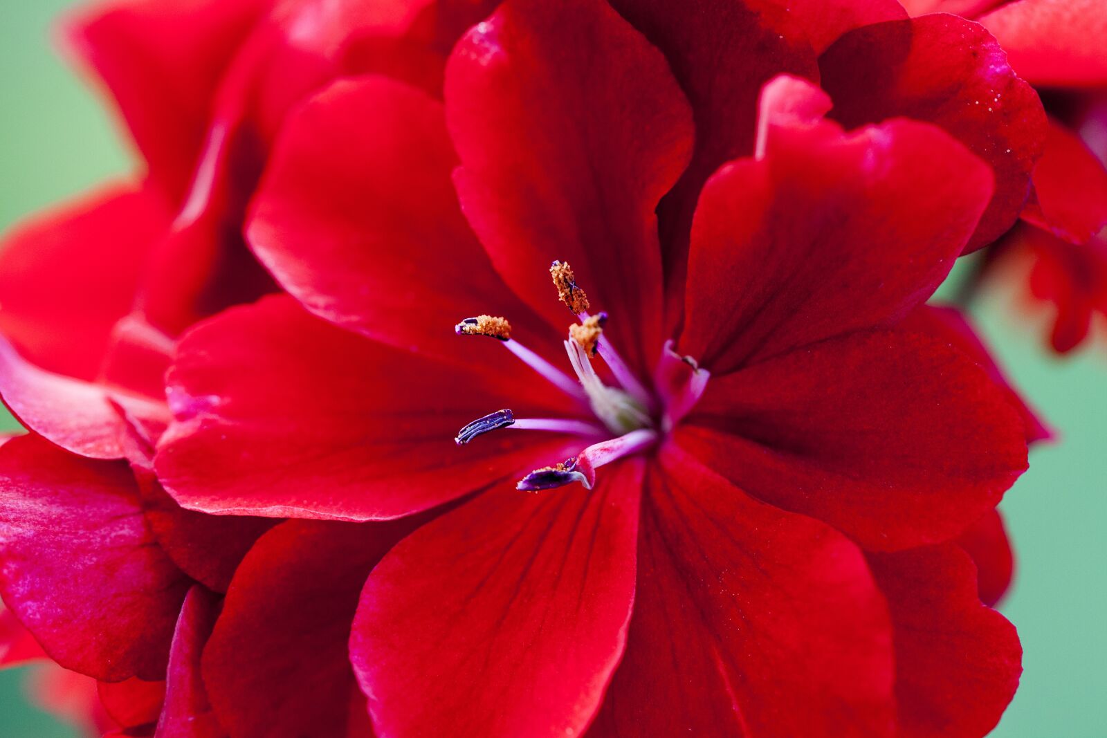 Canon EOS 5D Mark II sample photo. Red flower, sticks, summer photography
