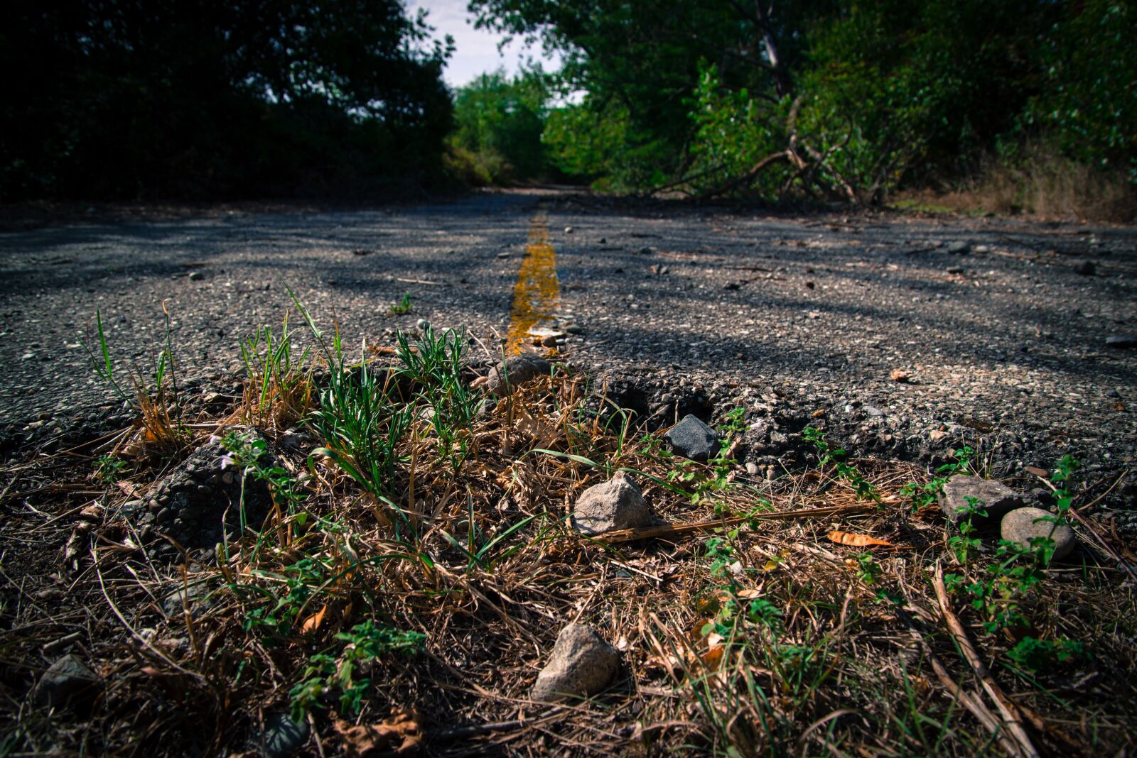 Nikon D610 sample photo. Road, stop, overgrown photography