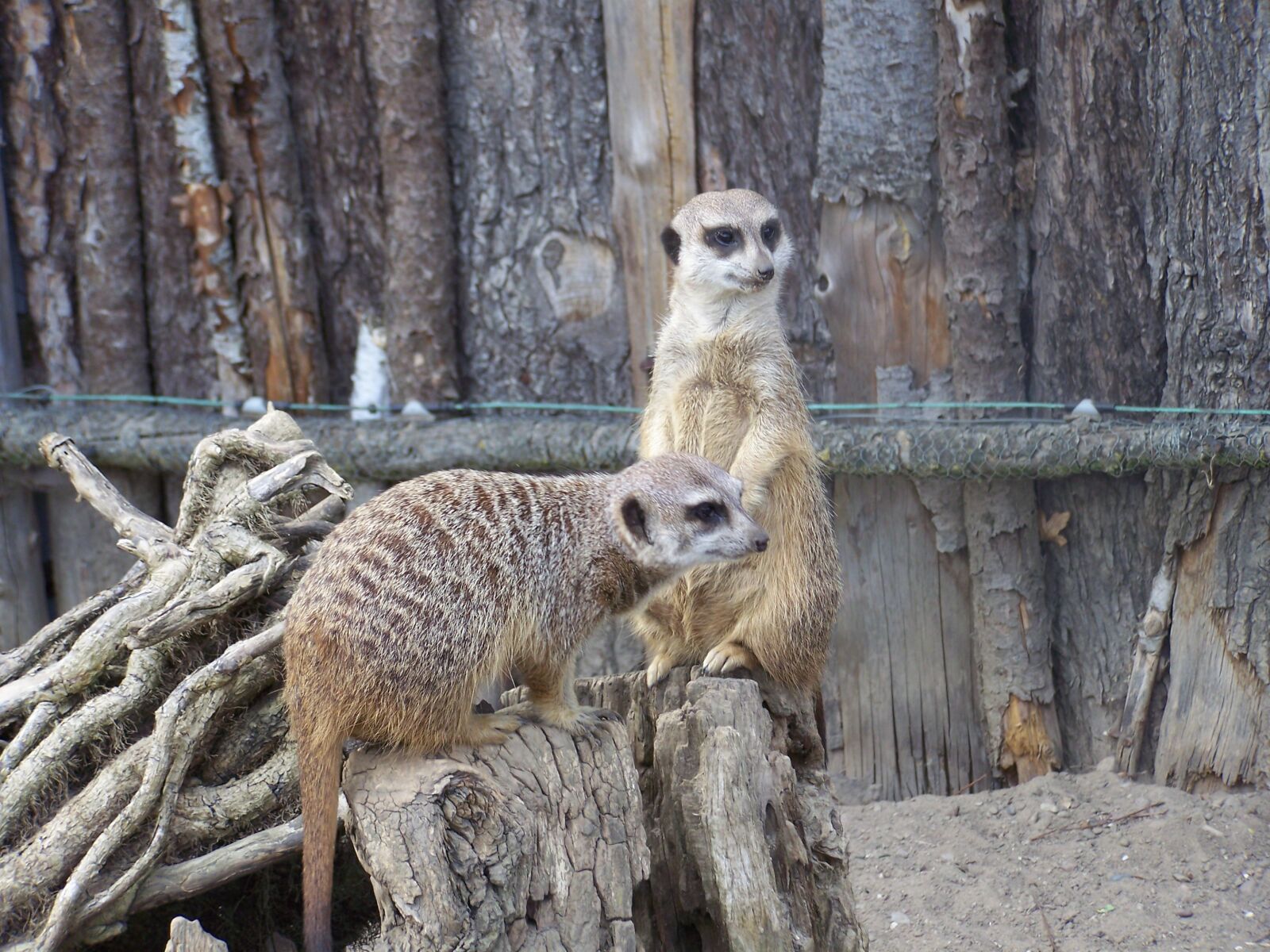 Kodak EASYSHARE Z710 ZOOM DIGITAL CAMERA sample photo. Meerkat, zoo photography