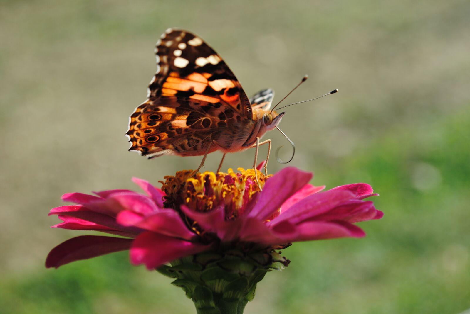 Nikon D3000 sample photo. Butterfly, flower, fly photography