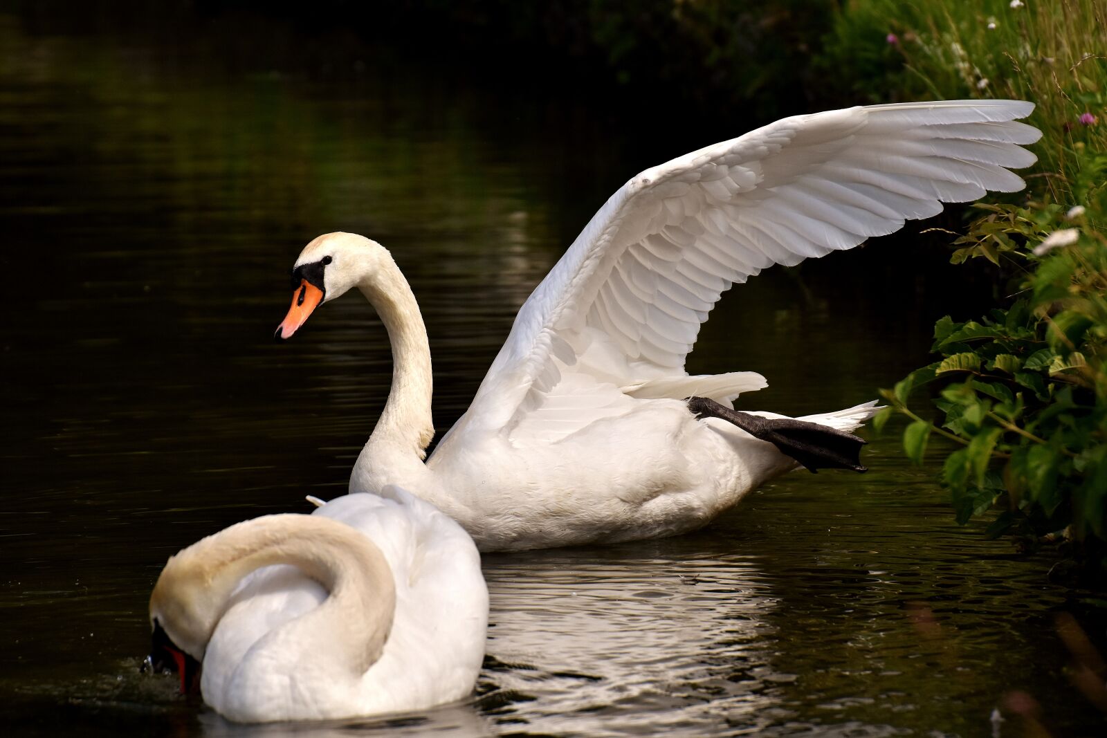 Nikon D7200 sample photo. Swan, water bird, stretch photography