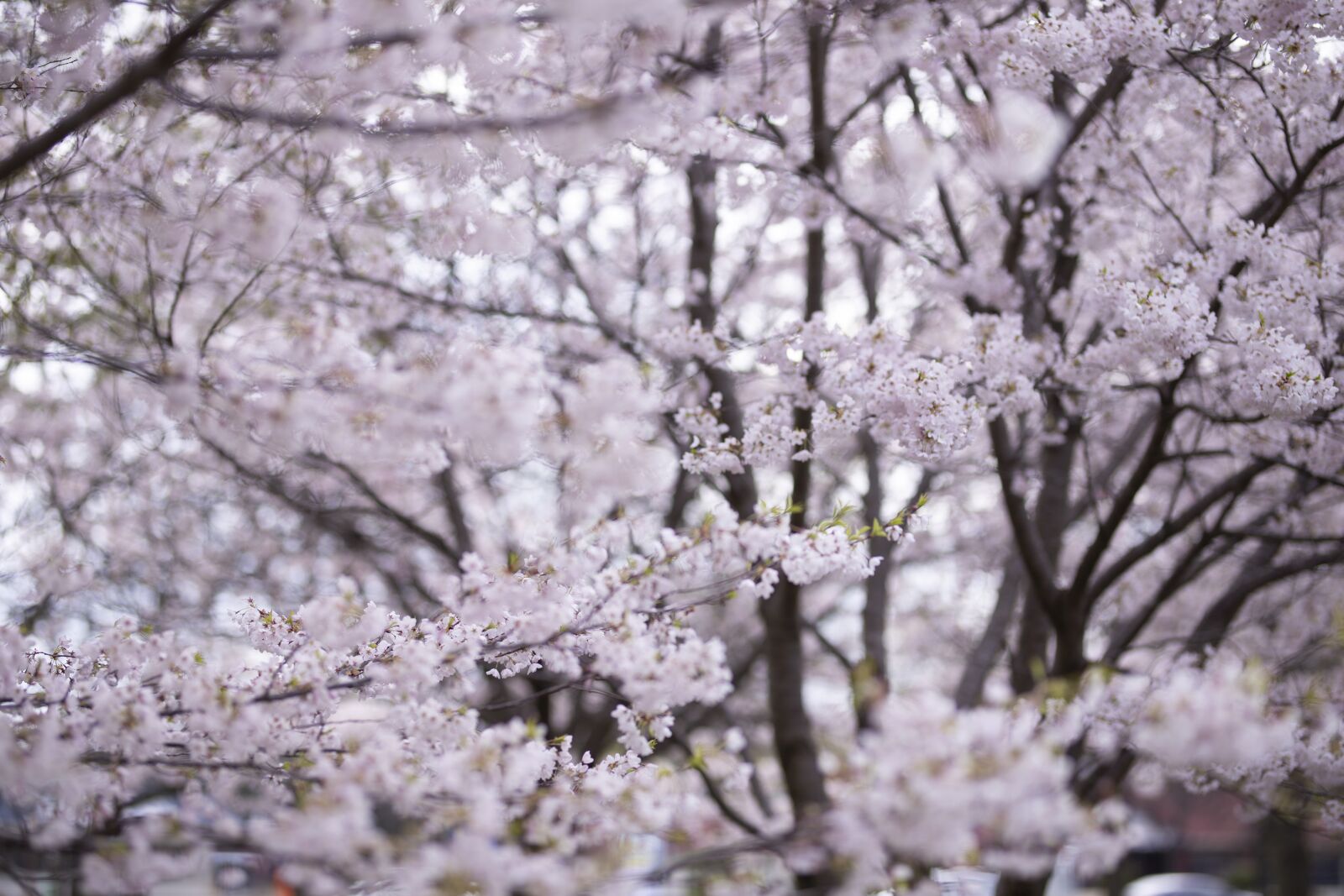 Canon EOS 6D + Sigma 85mm F1.4 DG HSM Art sample photo. Cherry blossoms, pink, pretty photography