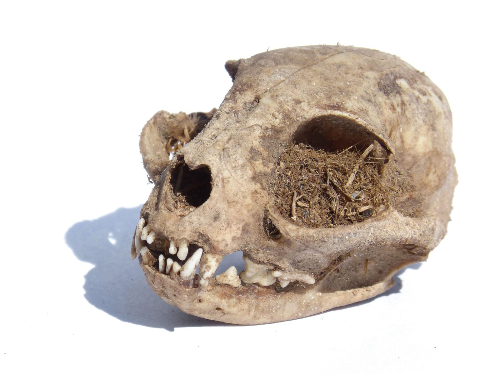 Panasonic DMC-FZ62 sample photo. Skull, carnivorous, huron photography