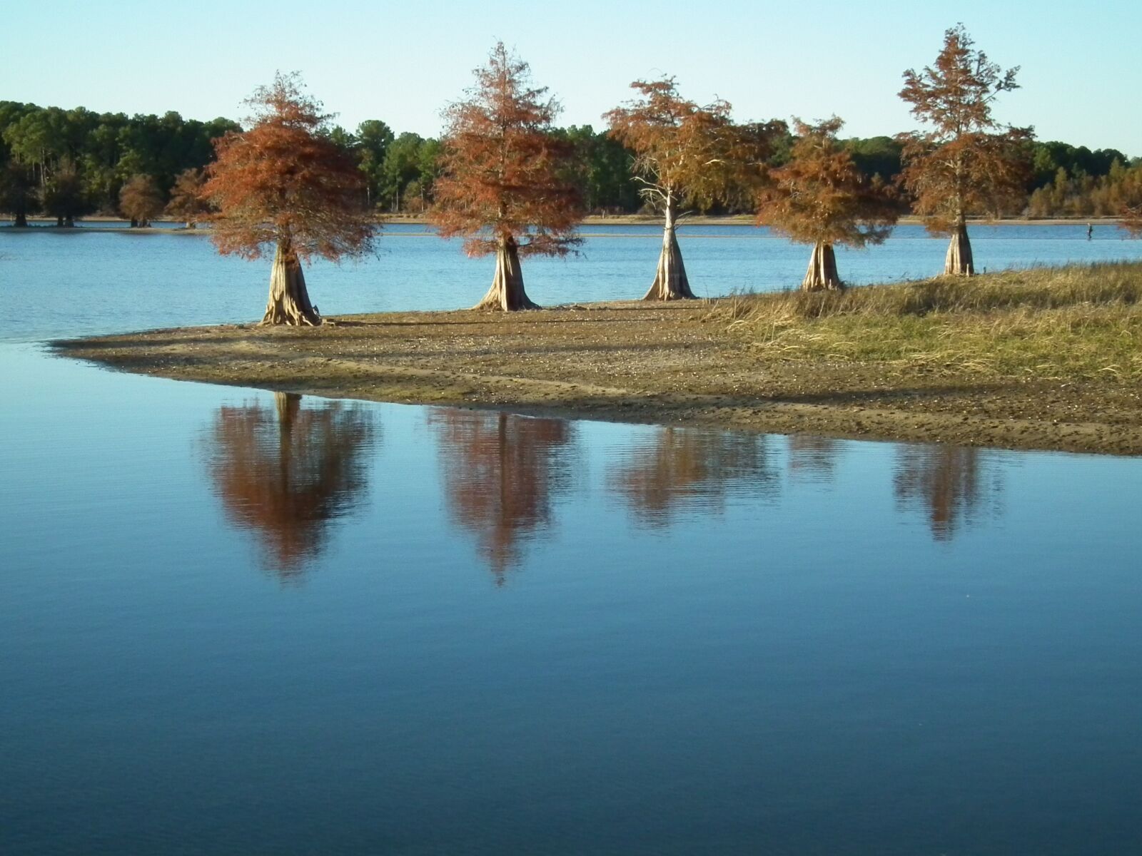 FujiFilm FinePix HS10 (FinePix HS11) sample photo. Cypress, trees, nature photography