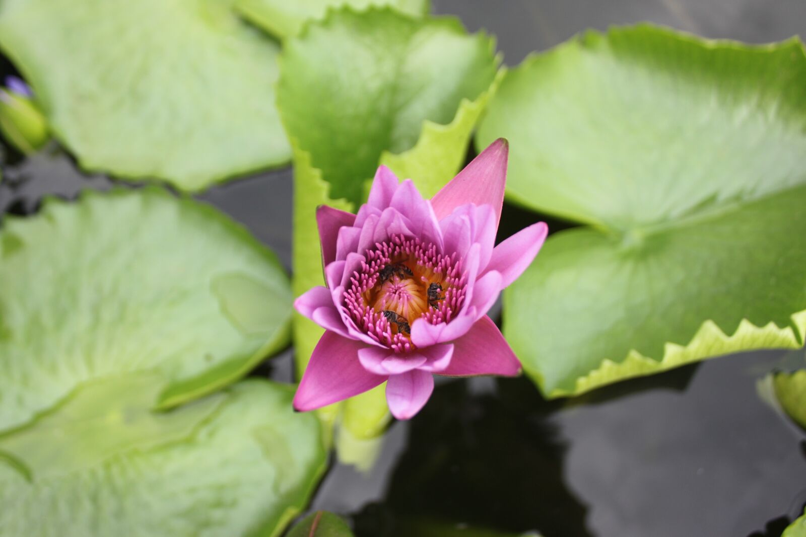 Canon EOS 500D (EOS Rebel T1i / EOS Kiss X3) sample photo. Lily, flower, purple photography