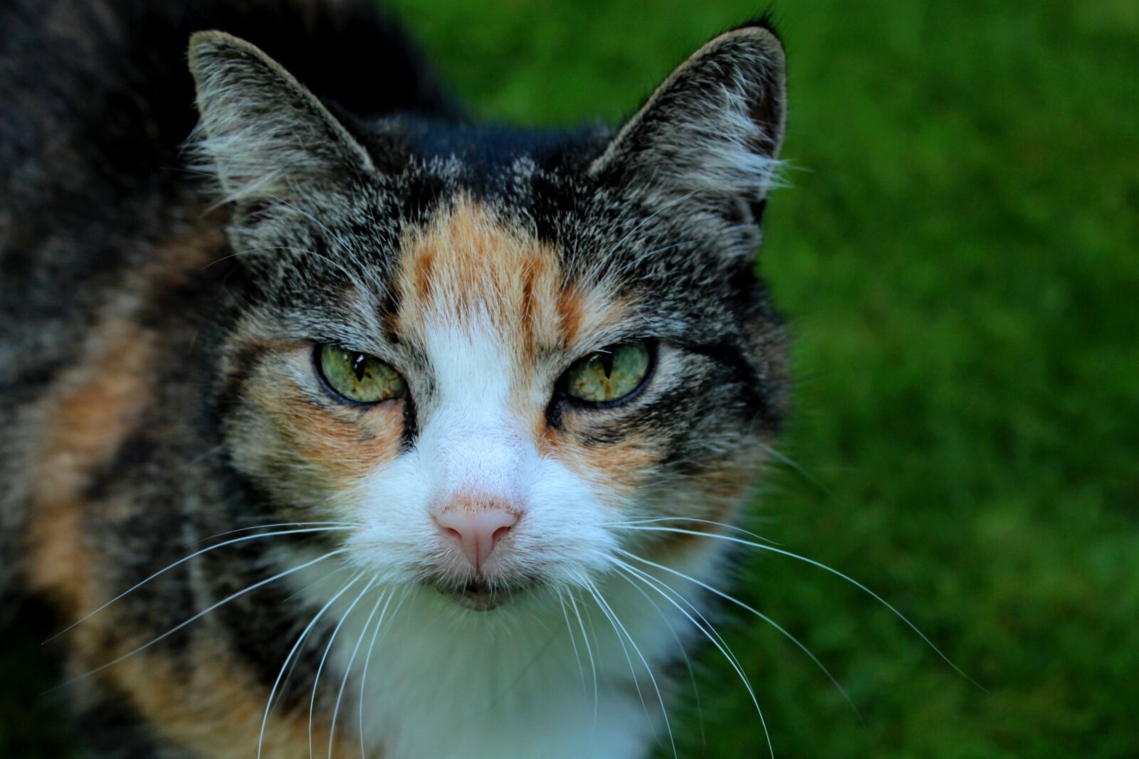 Canon EOS 600D (Rebel EOS T3i / EOS Kiss X5) sample photo. Cats, eyes, cat photography