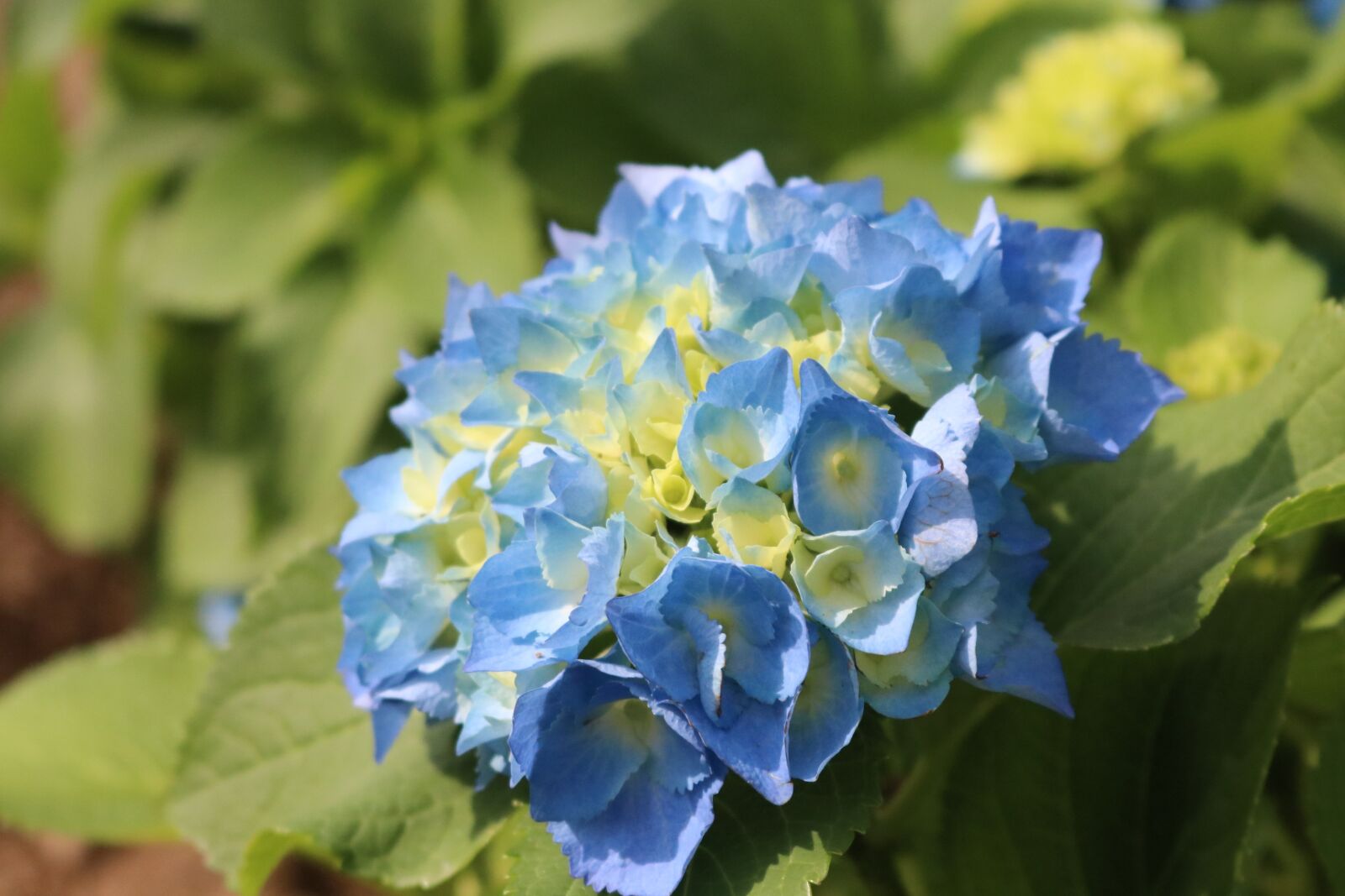 Canon EOS 80D sample photo. The, flowers, spring photography