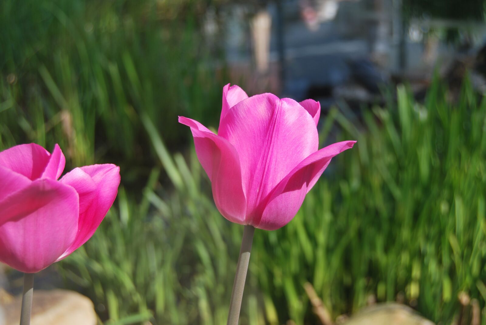 Nikon D60 sample photo. Tulips, flower, pink photography