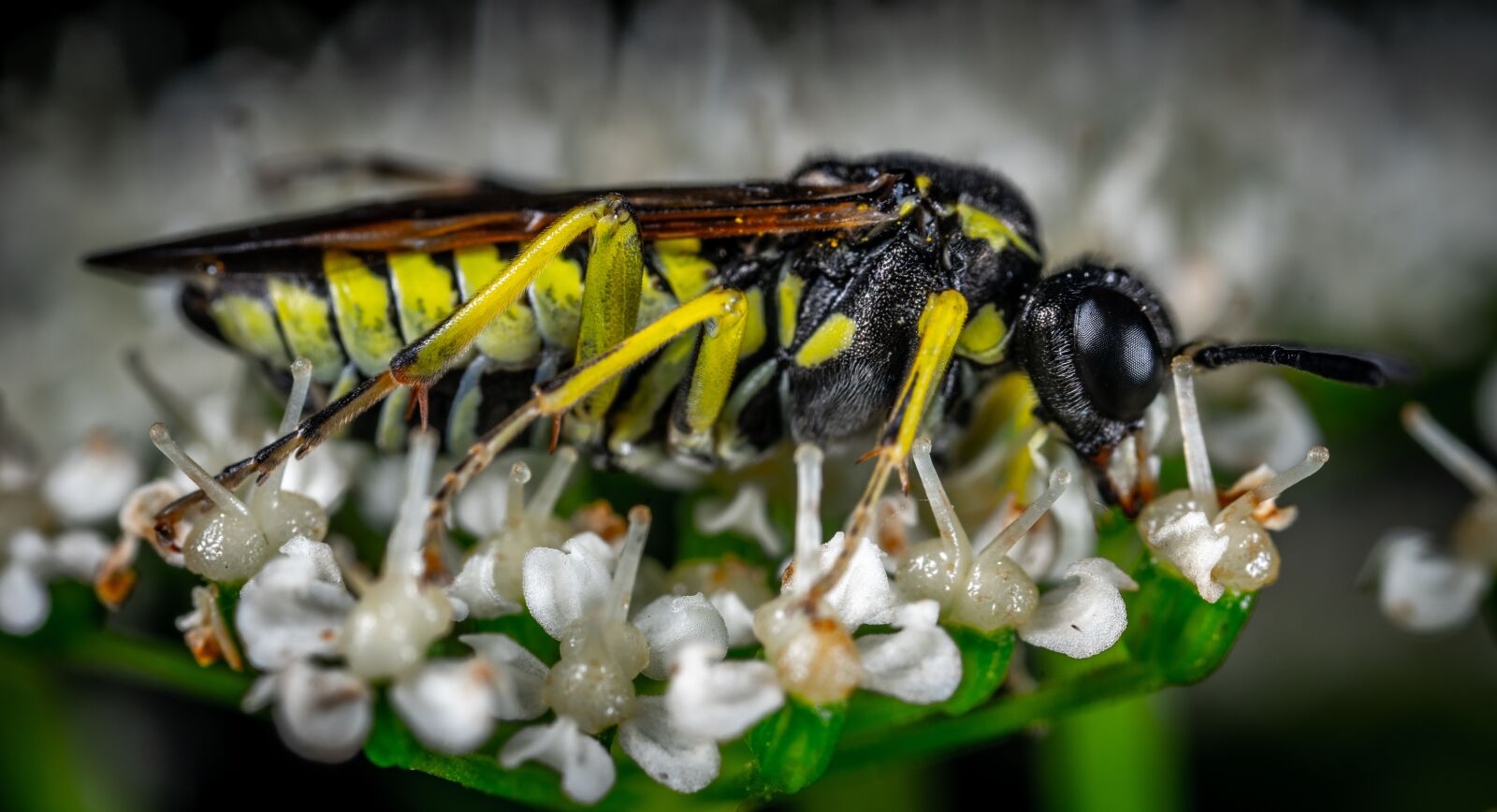 Sony a7R II sample photo. Insect, macro, flower photography