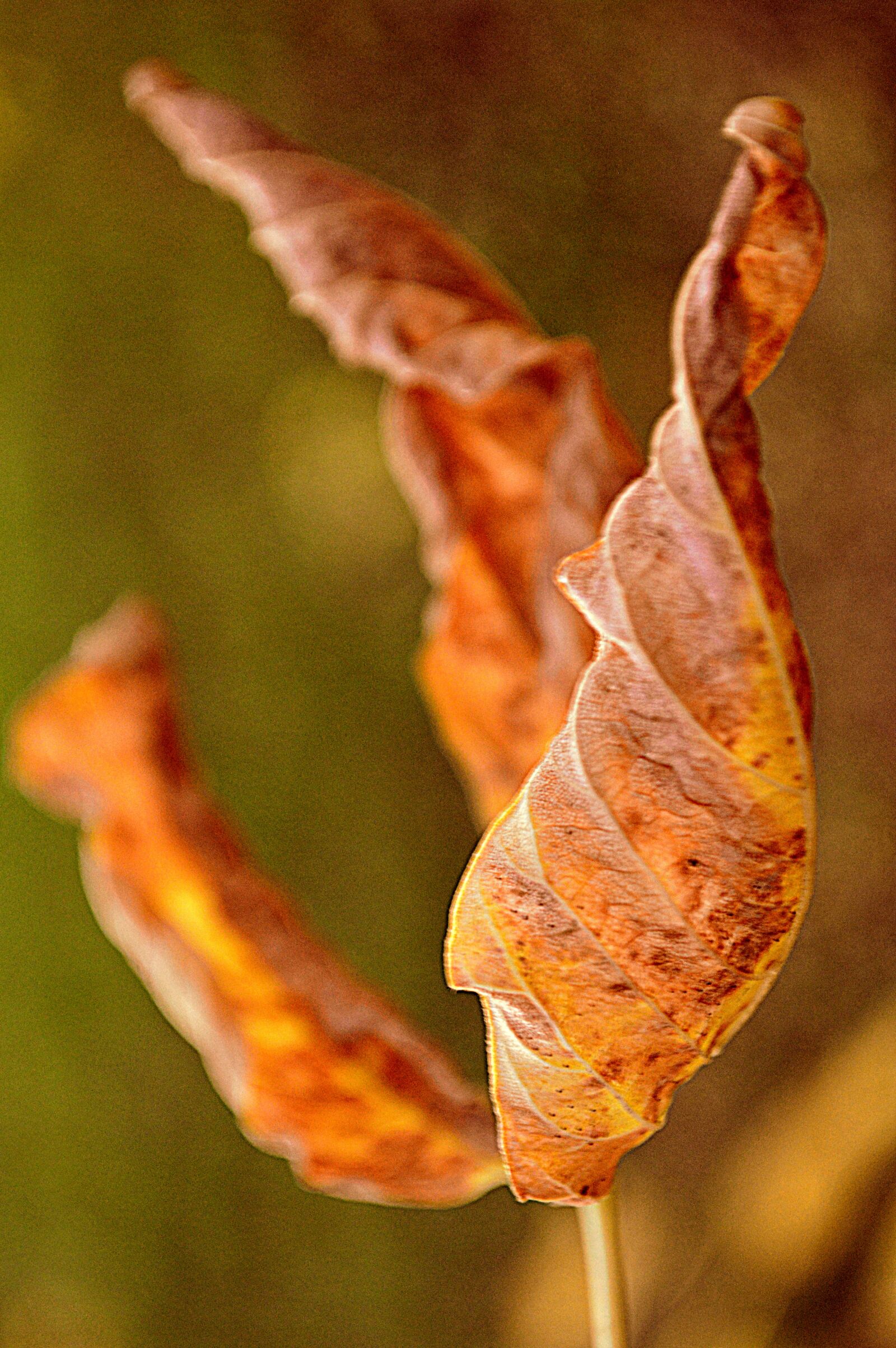Nikon D3200 sample photo. Nature, colorful, warm photography