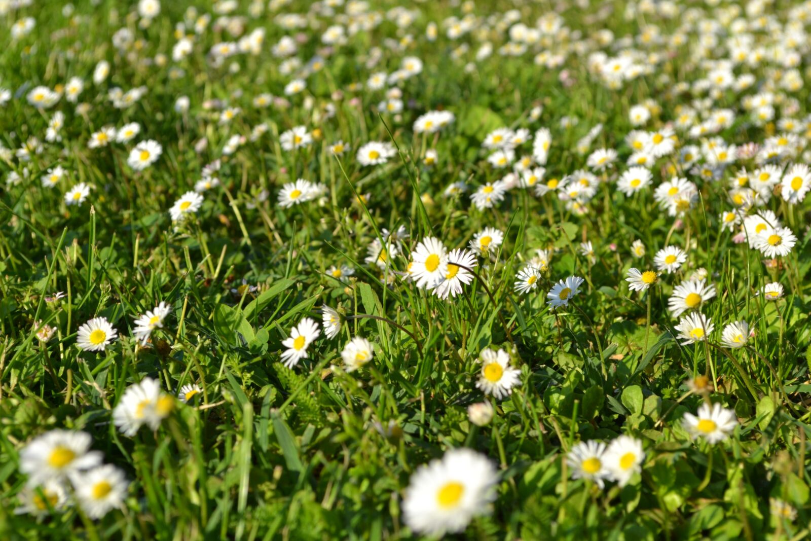 Nikon D3100 sample photo. White, flower, romantic white photography