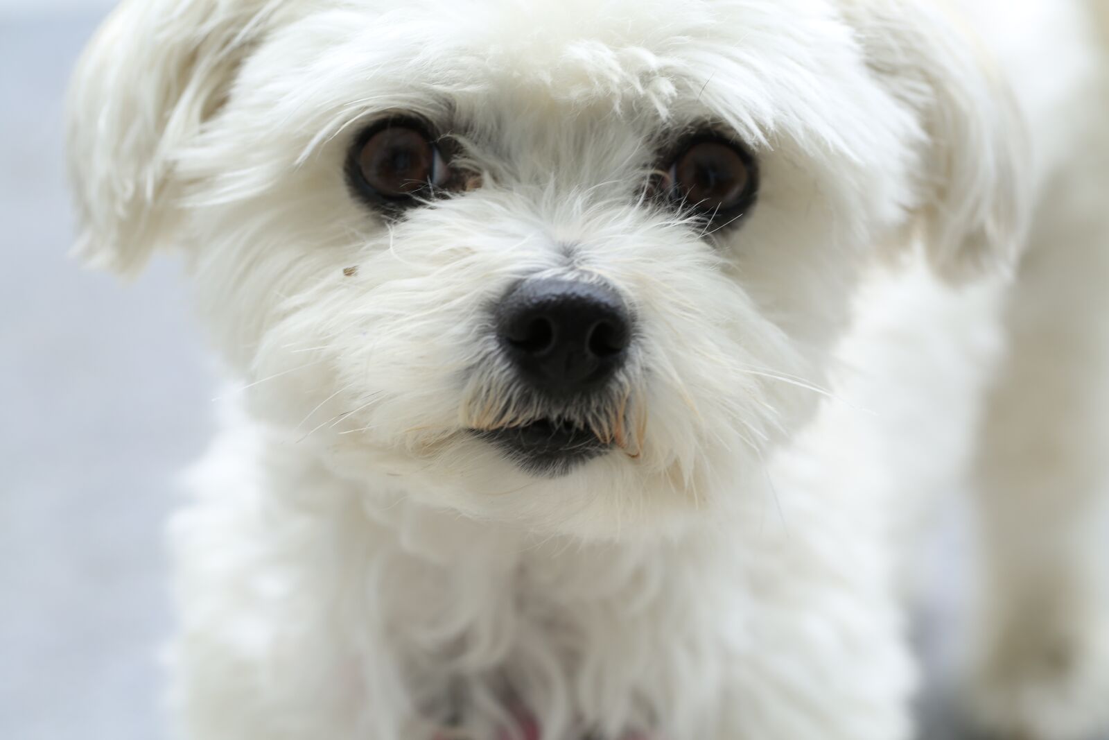 Canon EF 100mm F2.8L Macro IS USM sample photo. Dog, snout, eyes photography