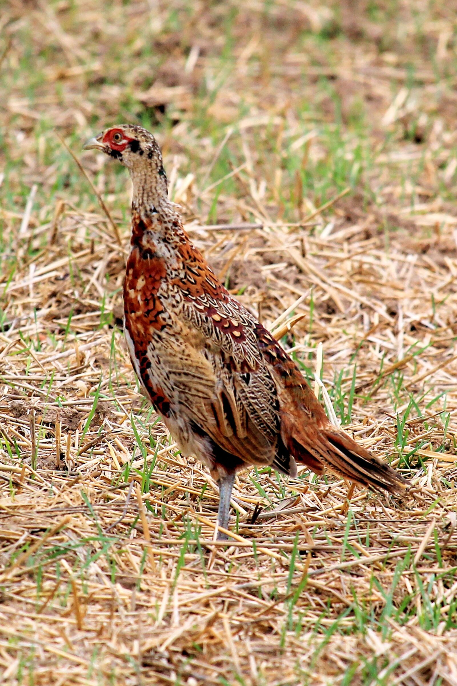 Canon EF-S 55-250mm F4-5.6 IS STM sample photo. Pheasant, hen, bird photography