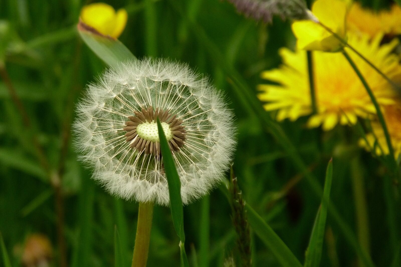 Panasonic Lumix DMC-FZ40 (Lumix DMC-FZ45) sample photo. Seed, head, dandelion photography