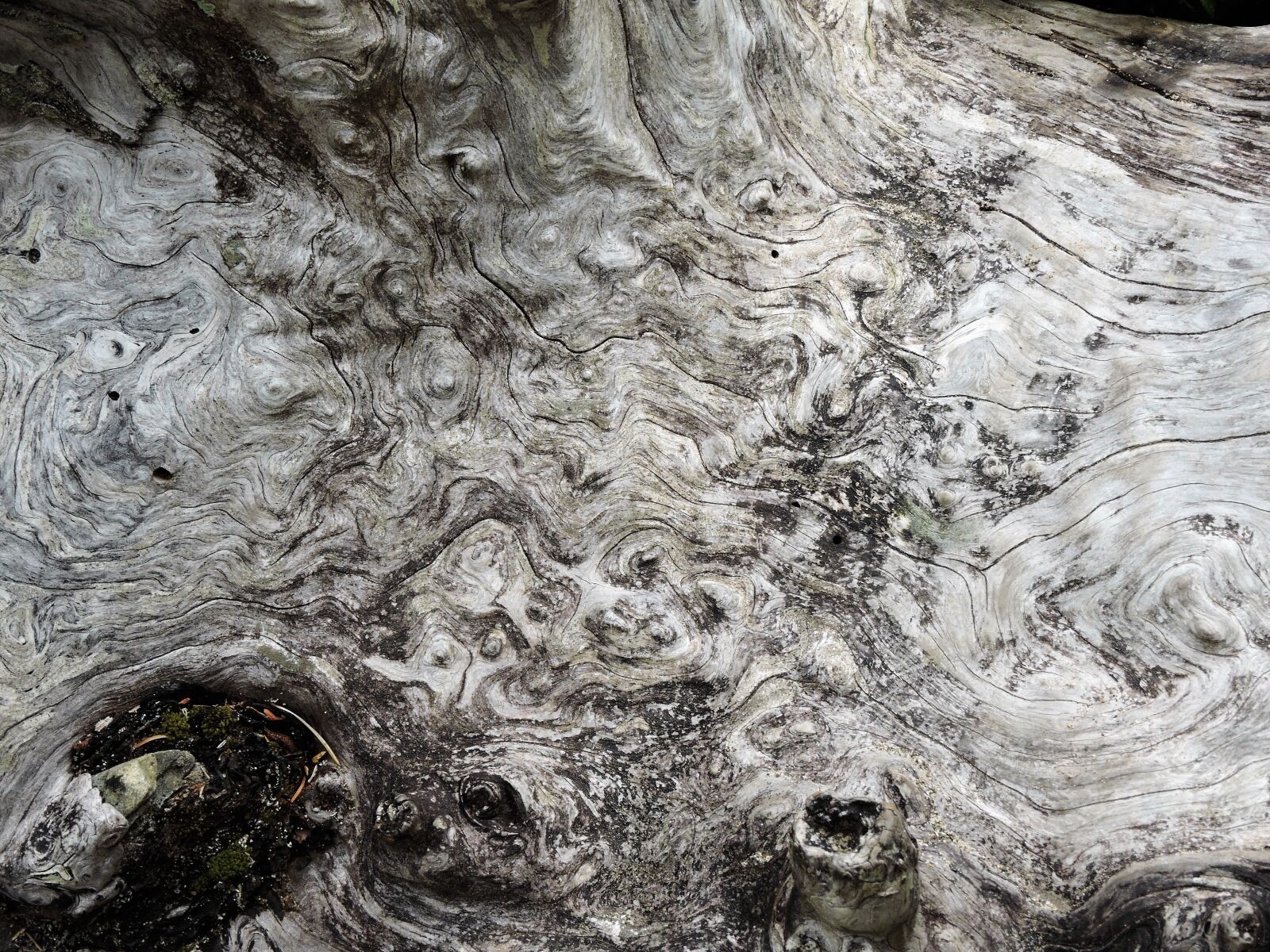 Nikon Coolpix P600 sample photo. Wood, burl, texture photography