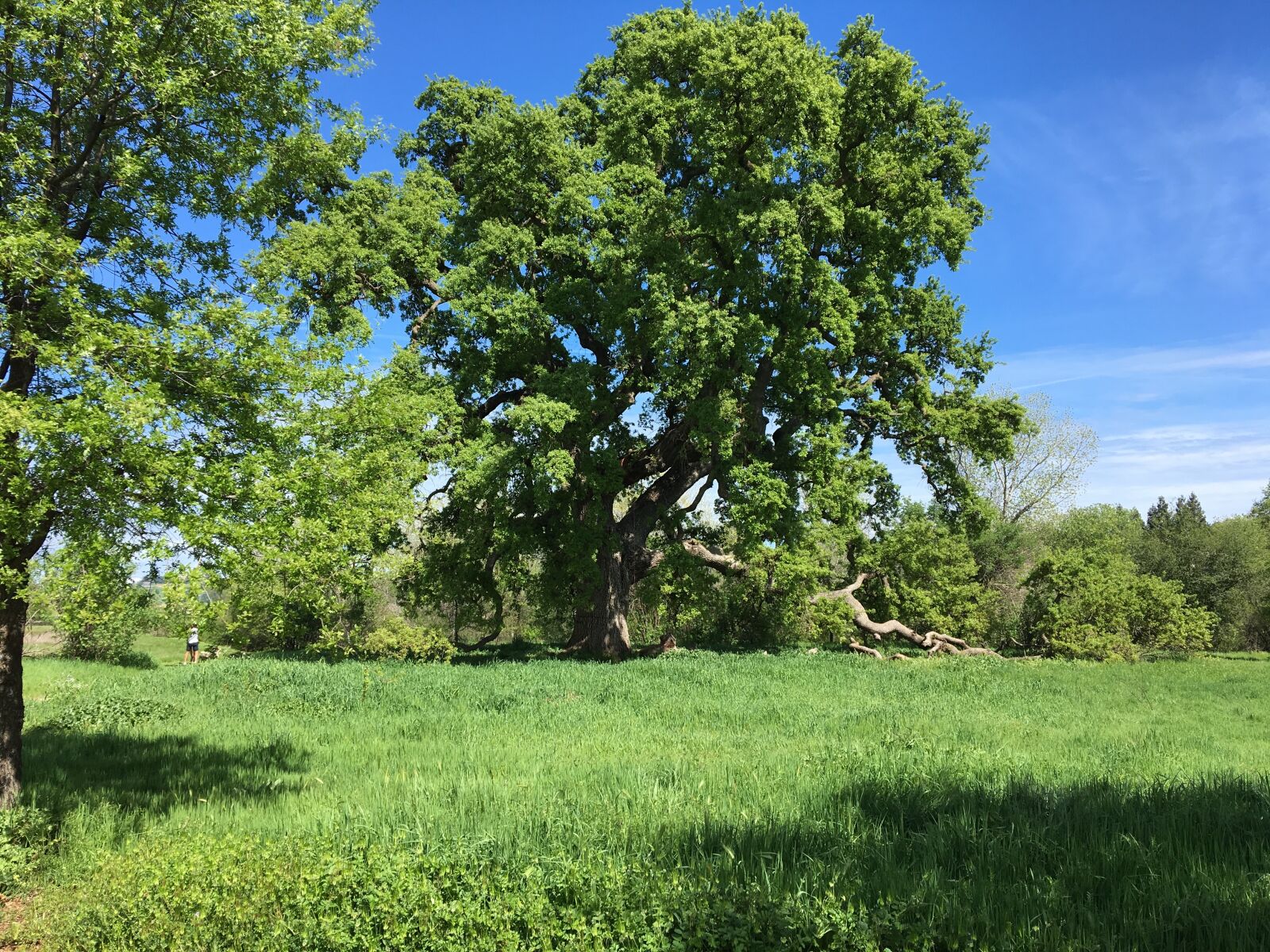 Apple iPhone 6s sample photo. Tree, setting, park photography