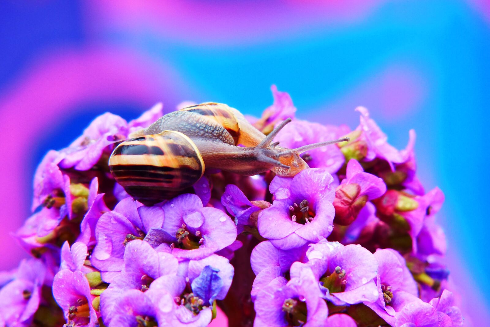 Panasonic Lumix DMC-FZ200 sample photo. Wst yki gajowe, molluscs photography