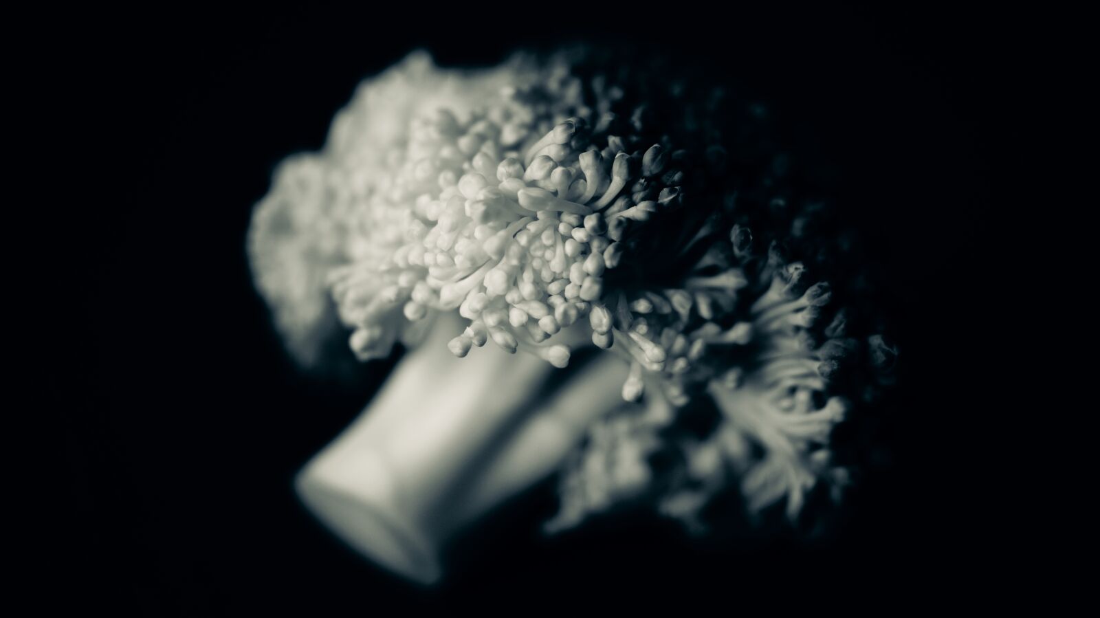 Sony DT 30mm F2.8 Macro SAM sample photo. Black, and, white, broccoli photography
