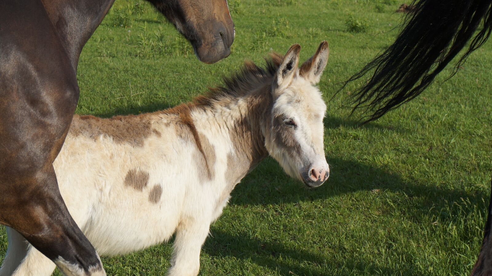 Sony Alpha NEX-3N sample photo. Donkey, rural, horses photography