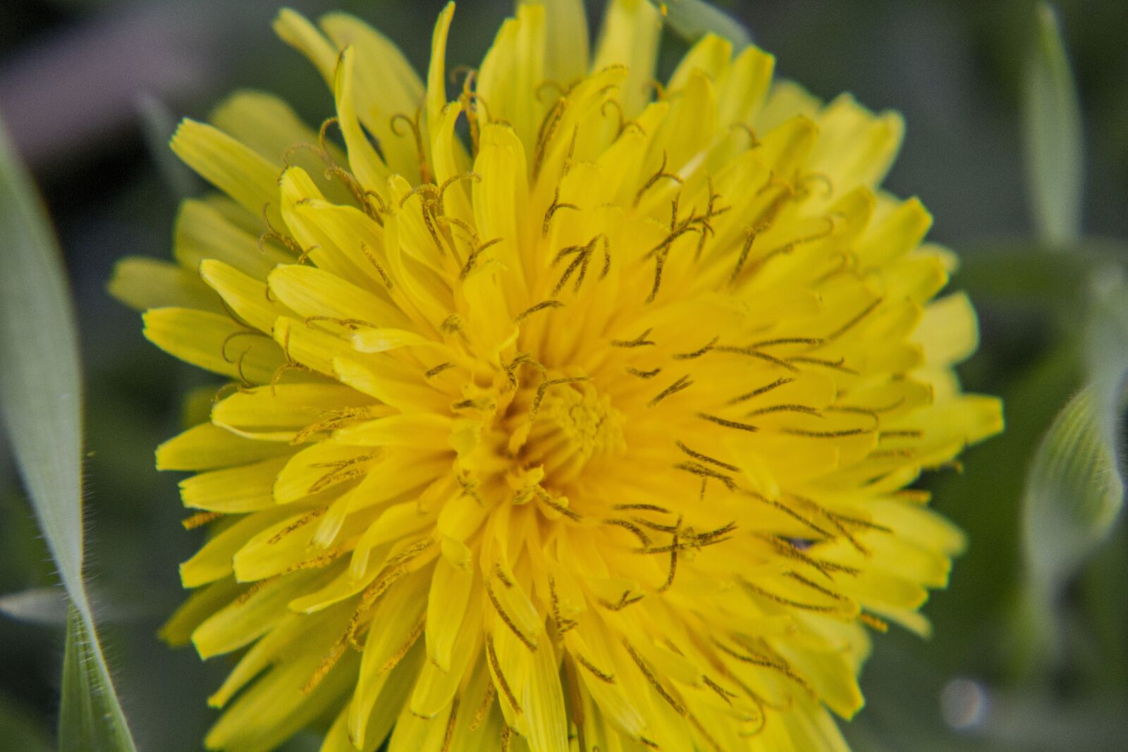 Canon EOS 550D (EOS Rebel T2i / EOS Kiss X4) + Canon EF-S 55-250mm F4-5.6 IS II sample photo. Dandelion, flower, yellow photography