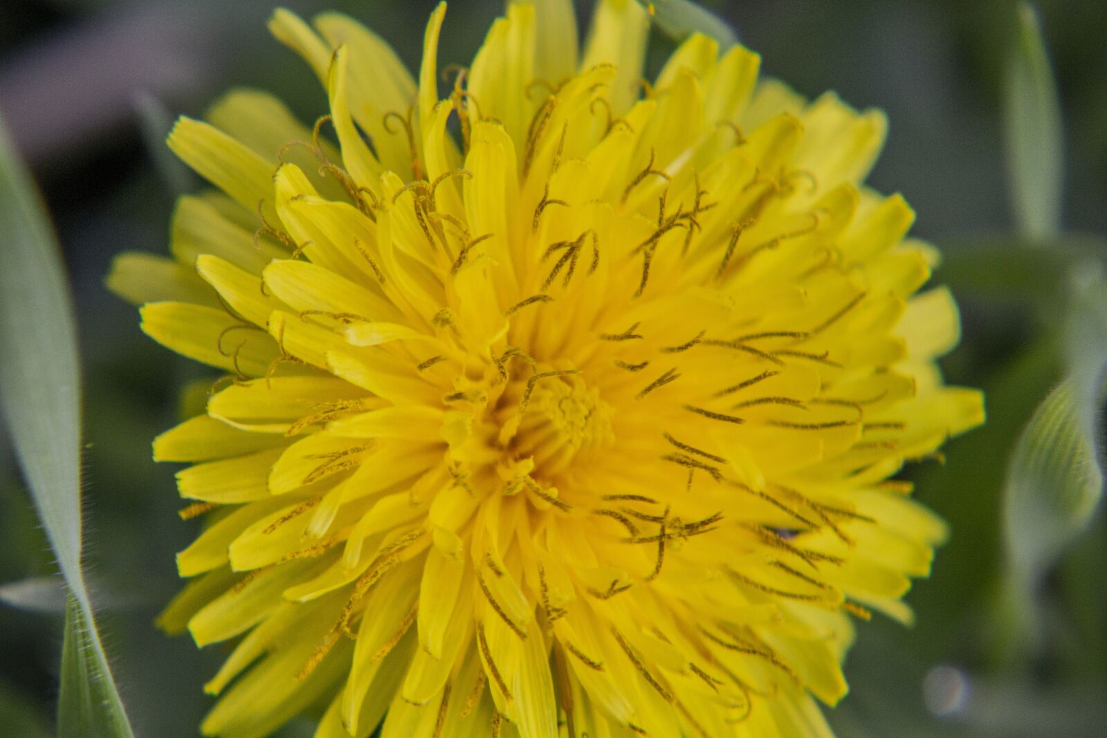Canon EOS 550D (EOS Rebel T2i / EOS Kiss X4) sample photo. Dandelion, flower, yellow photography
