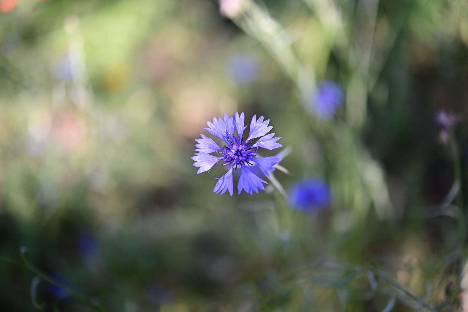 Nikon Z6 sample photo. Cornflower, flower, blossom photography