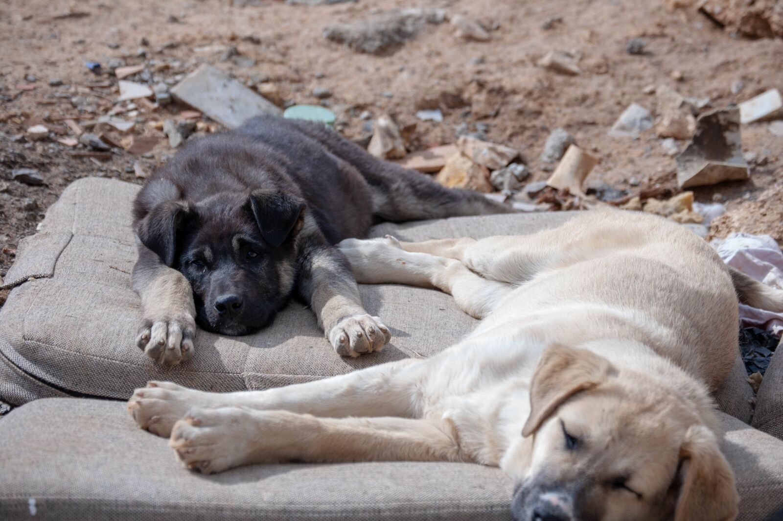 Nikon D40 sample photo. Dog, ear, puppies photography