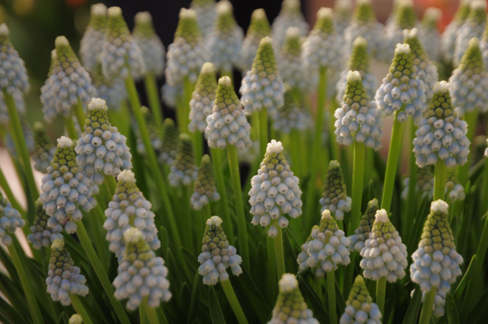Nikon D90 sample photo. Hyacinth, muscari, grape hyacinth photography