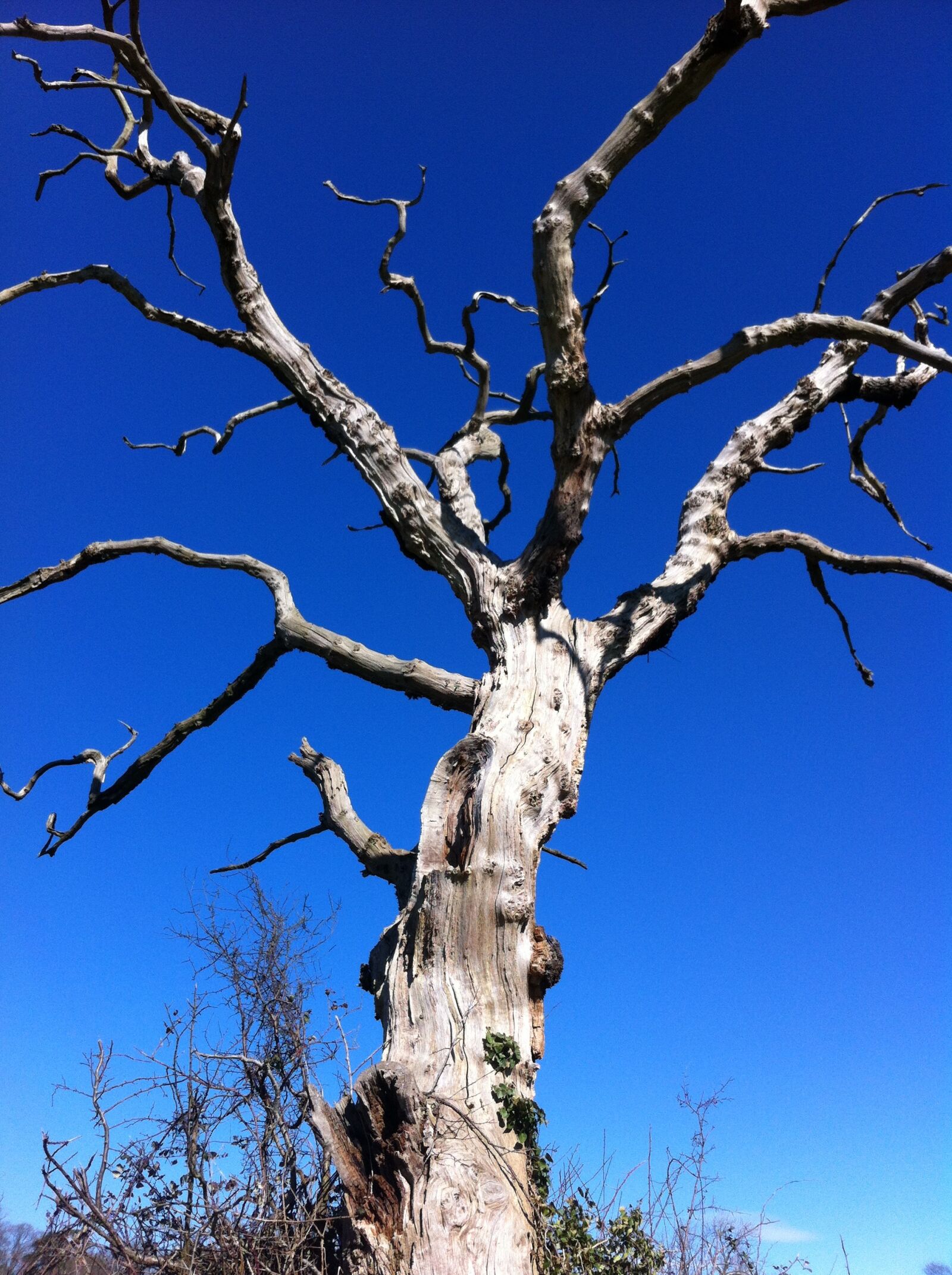 iPhone 4 back camera 3.85mm f/2.8 sample photo. Tree, sky, nature photography