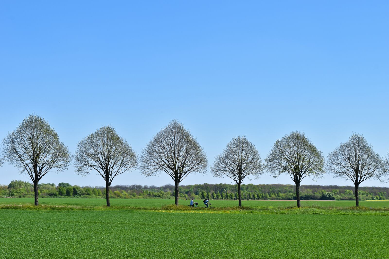 Nikon D3300 sample photo. Trees, row of trees photography