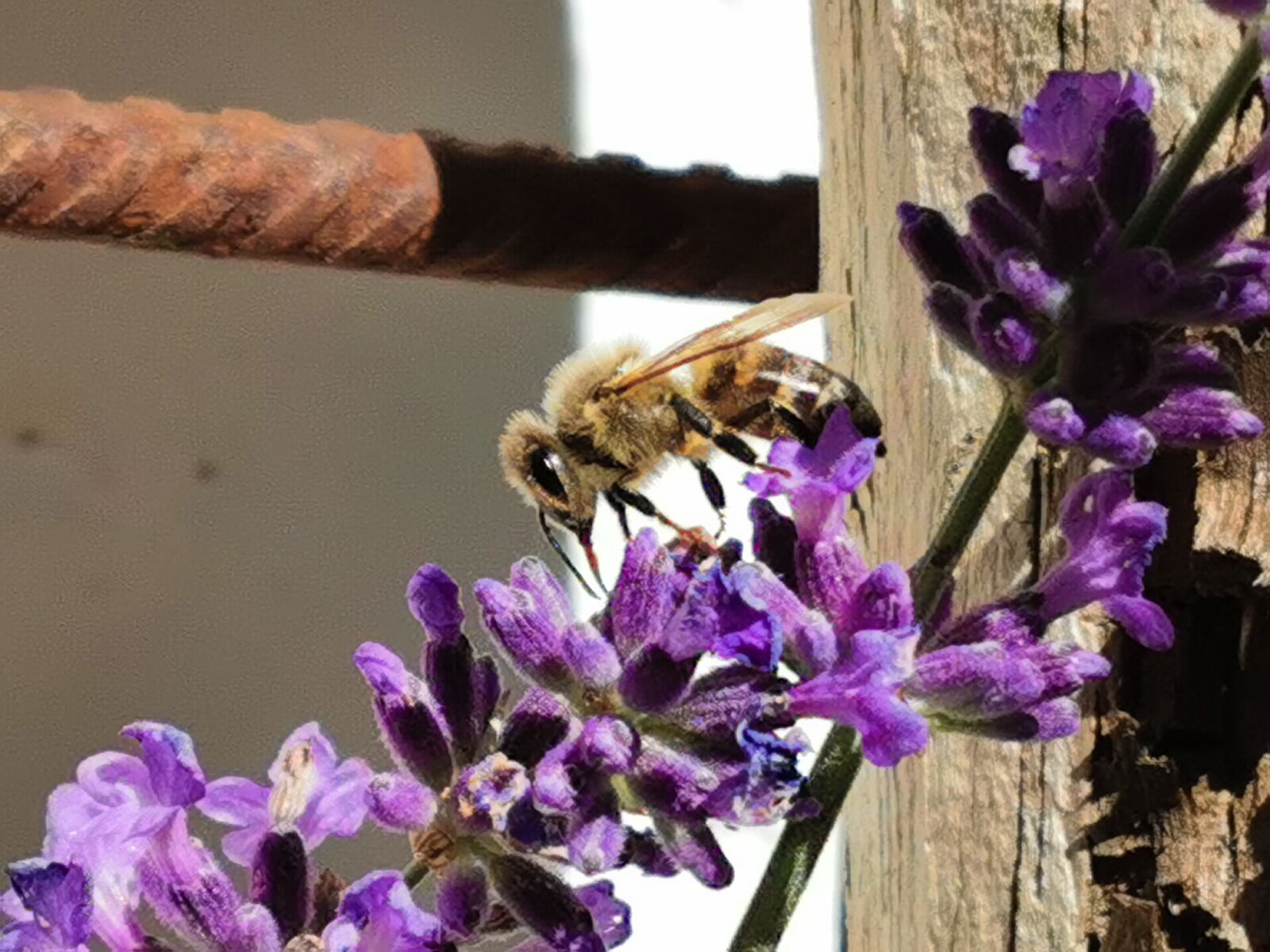 HUAWEI VOG-L29 sample photo. Biene, insekt, lavendel photography