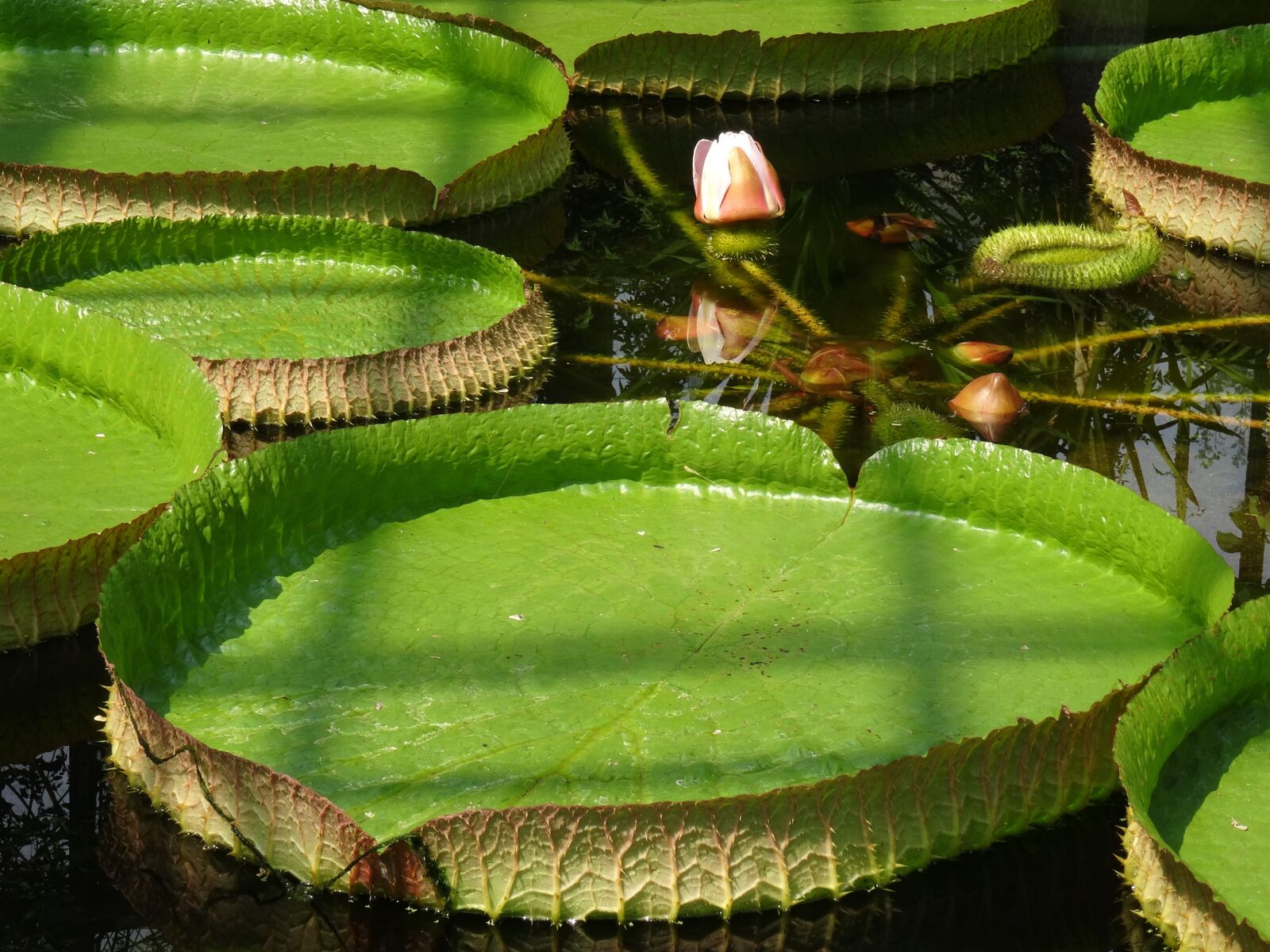 Sony DSC-HX50 sample photo. Water lily giant, park photography