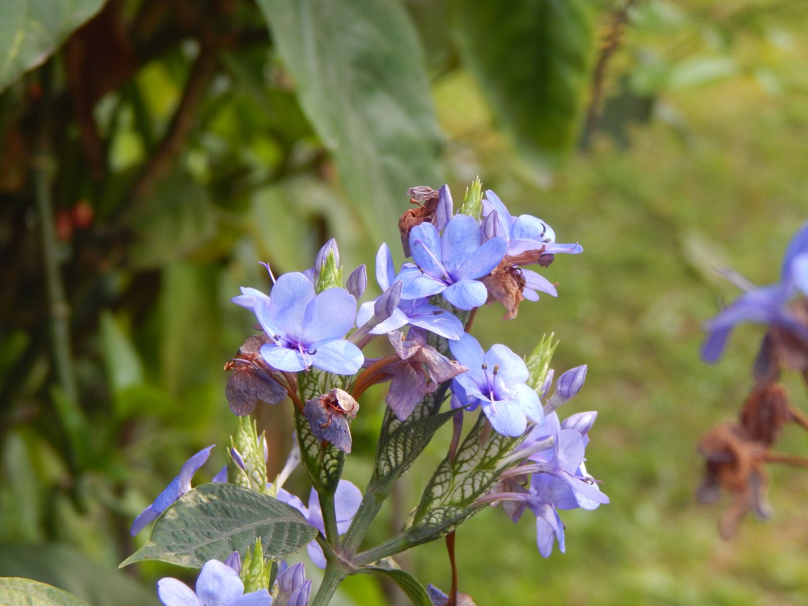 Nikon Coolpix L820 sample photo. Corsage, flowers, blue photography