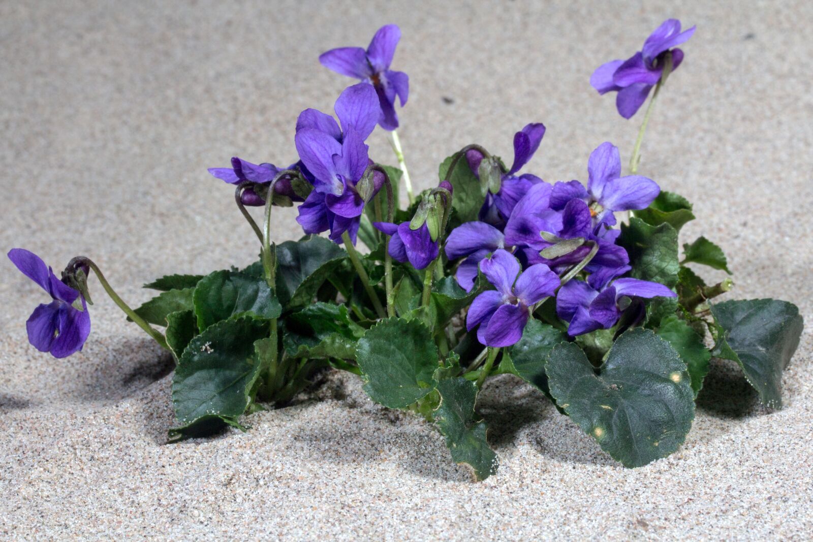 Canon EF-S 60mm F2.8 Macro USM sample photo. Violet, blossom, bloom photography