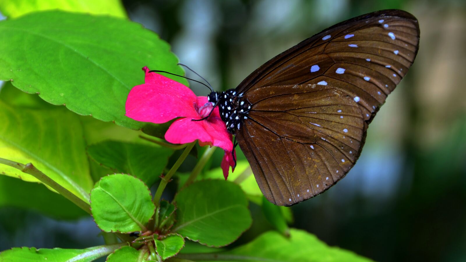 Nikon D5100 sample photo. Butterfly, brown, purple photography