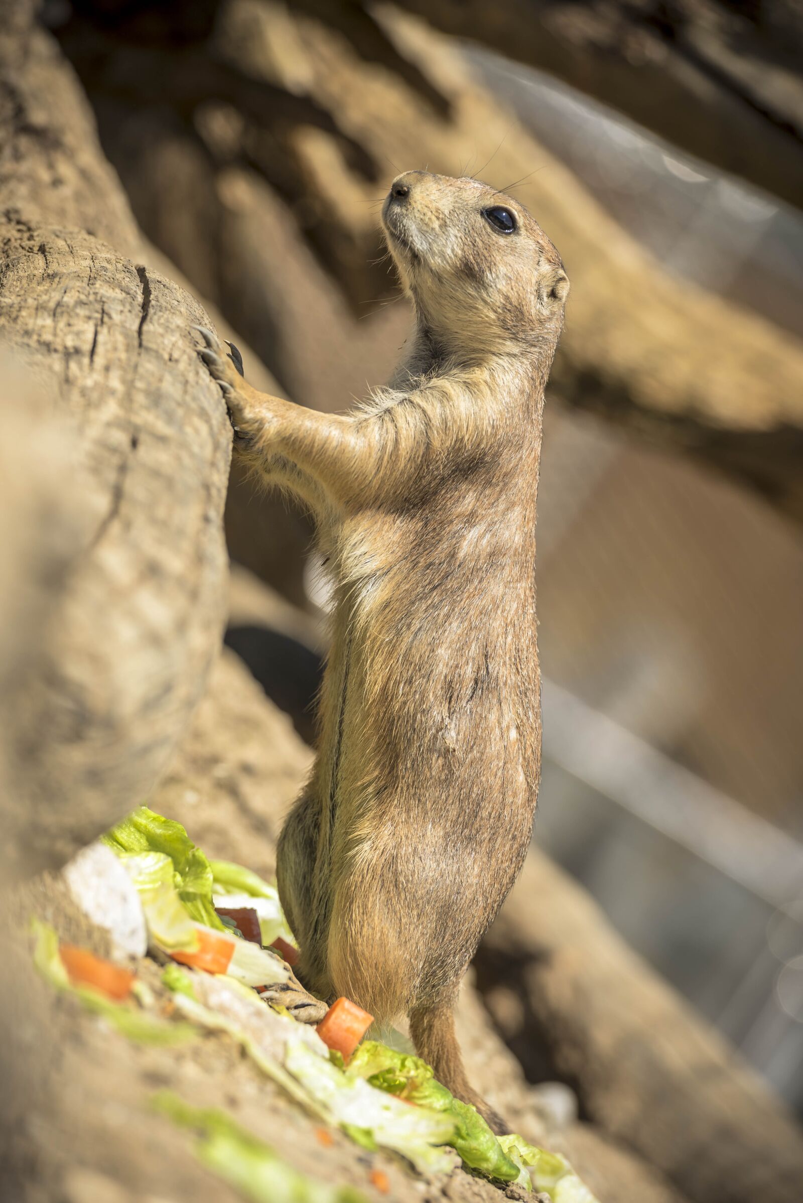 Nikon D750 sample photo. Wild animal, prairie dog photography