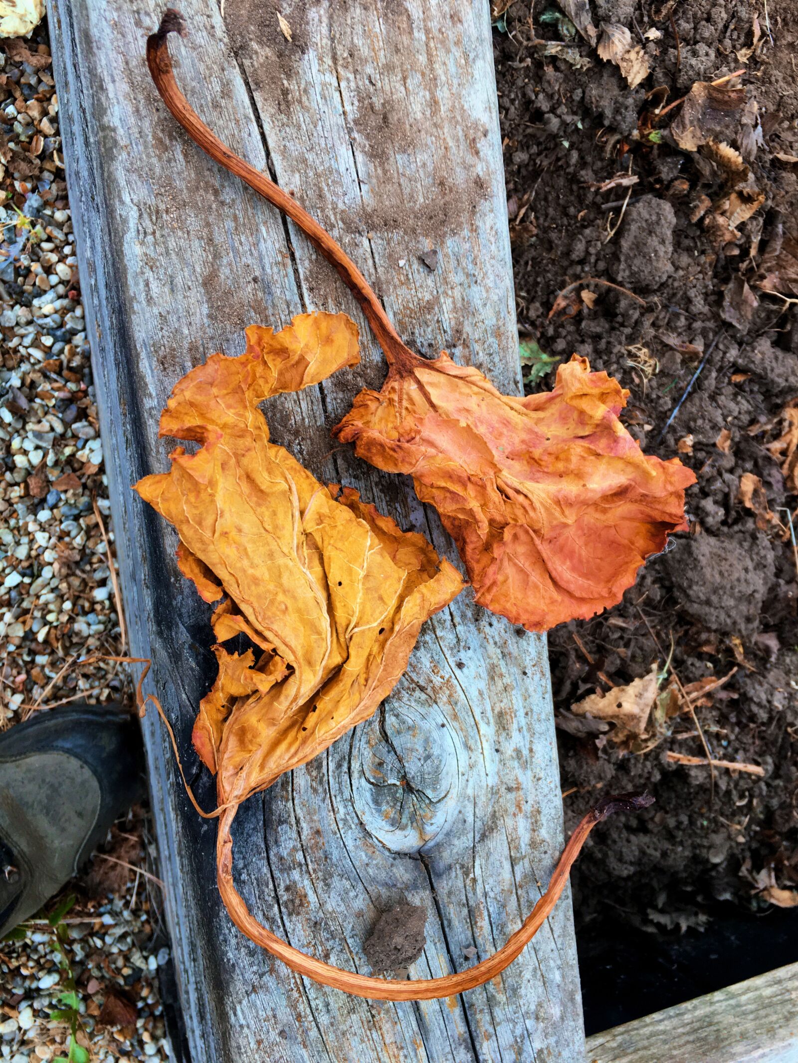 iPhone 6s Plus back camera 4.15mm f/2.2 sample photo. Leaf, mirroring, leaves photography
