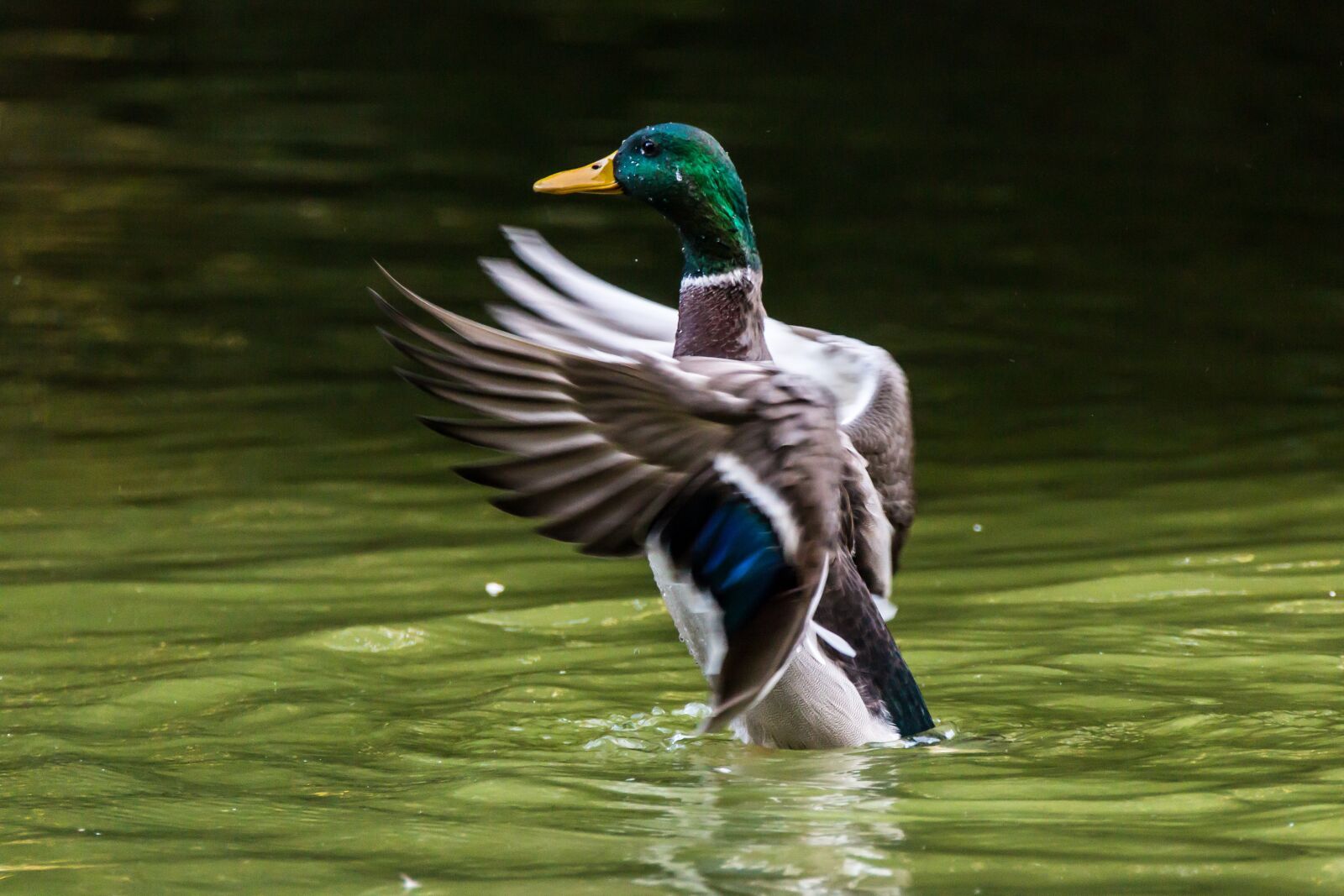 Tamron SP 150-600mm F5-6.3 Di VC USD sample photo. Mallard, azulón, ave photography