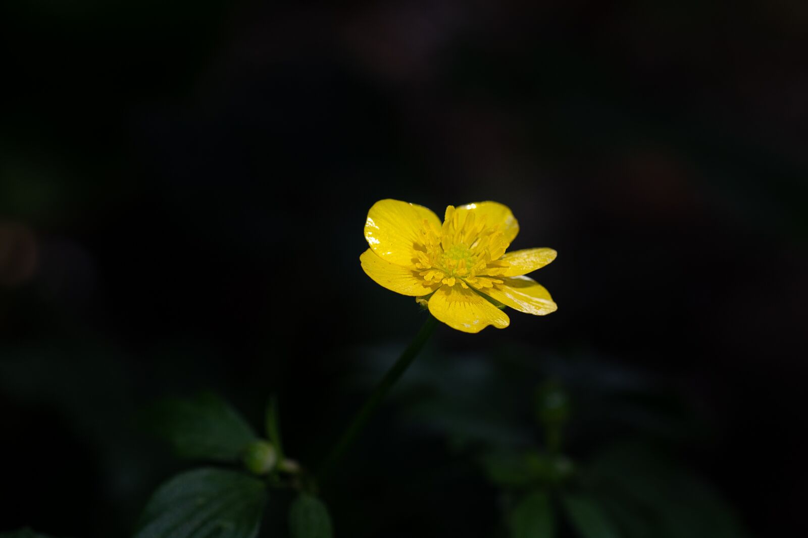 Nikon D7100 sample photo. Flower, blossom, bloom photography