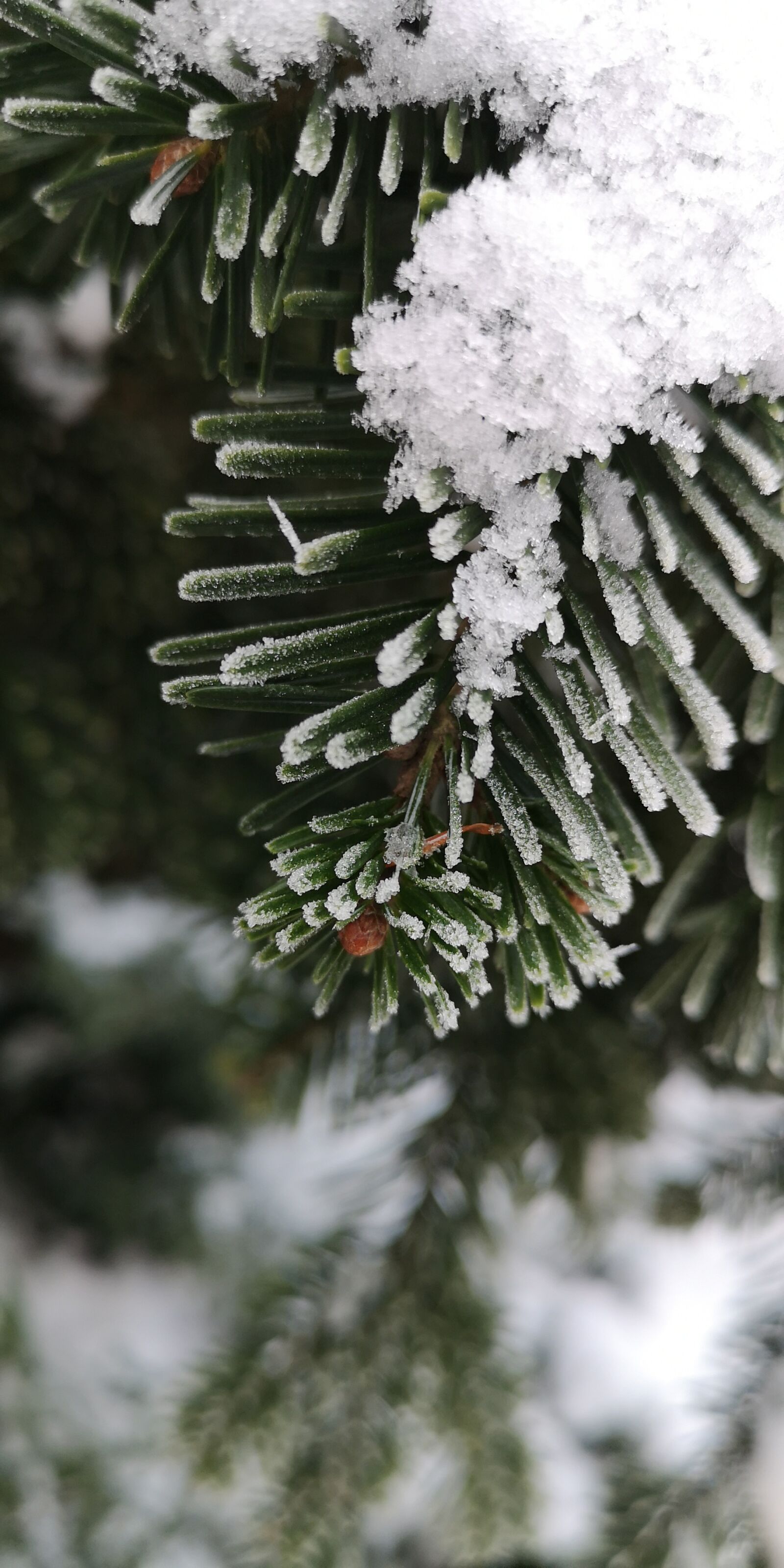 HUAWEI CLT-L29 sample photo. Snow, garden, winter photography