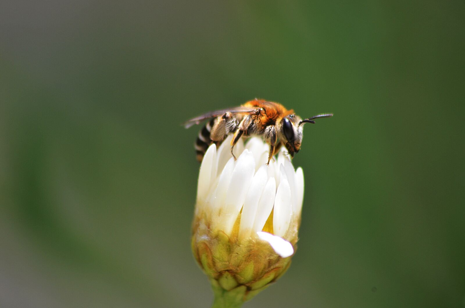 Nikon D5100 sample photo. Bee, macro, insects photography