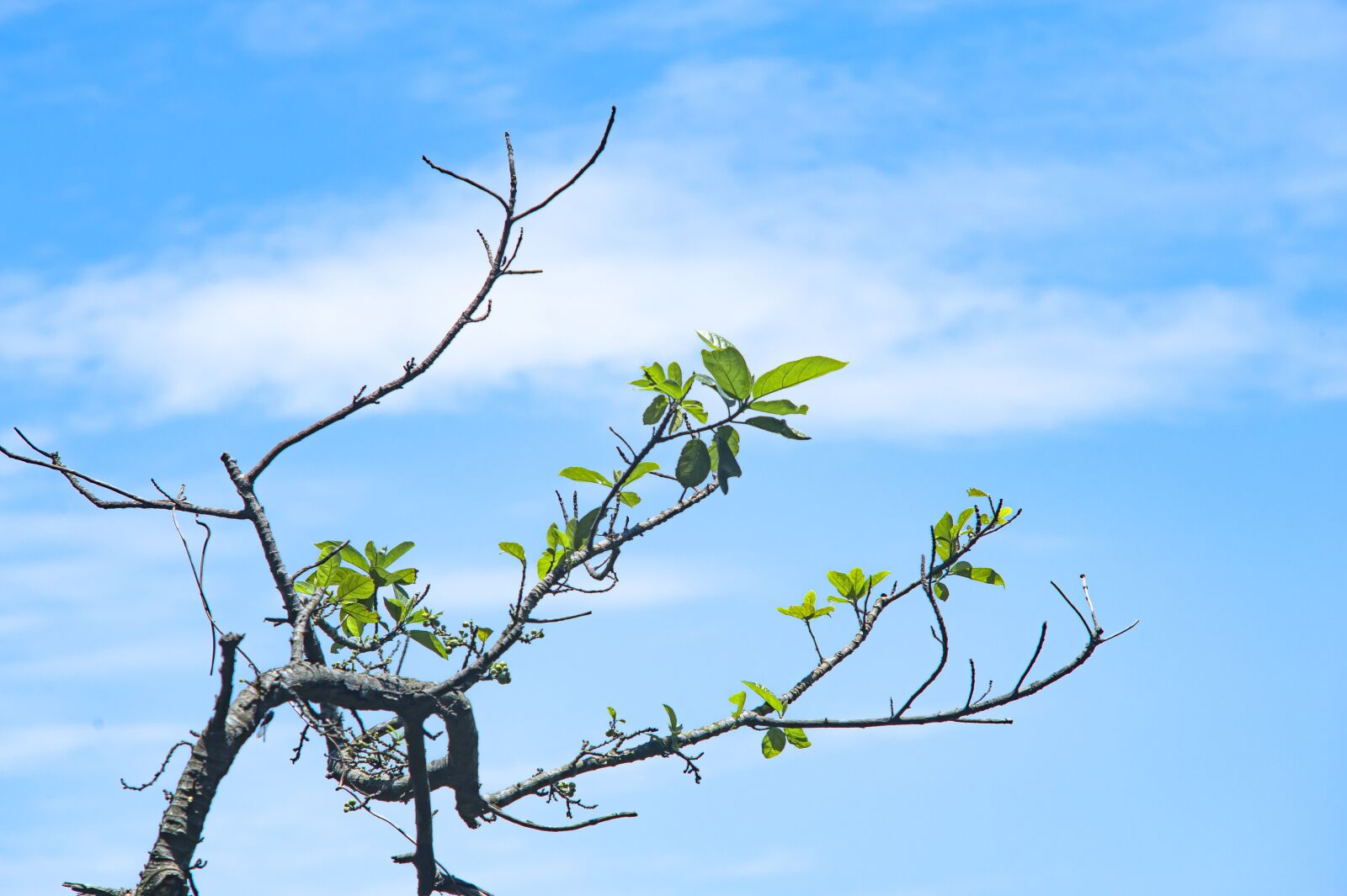 Nikon D700 sample photo. Plant, green, tree photography